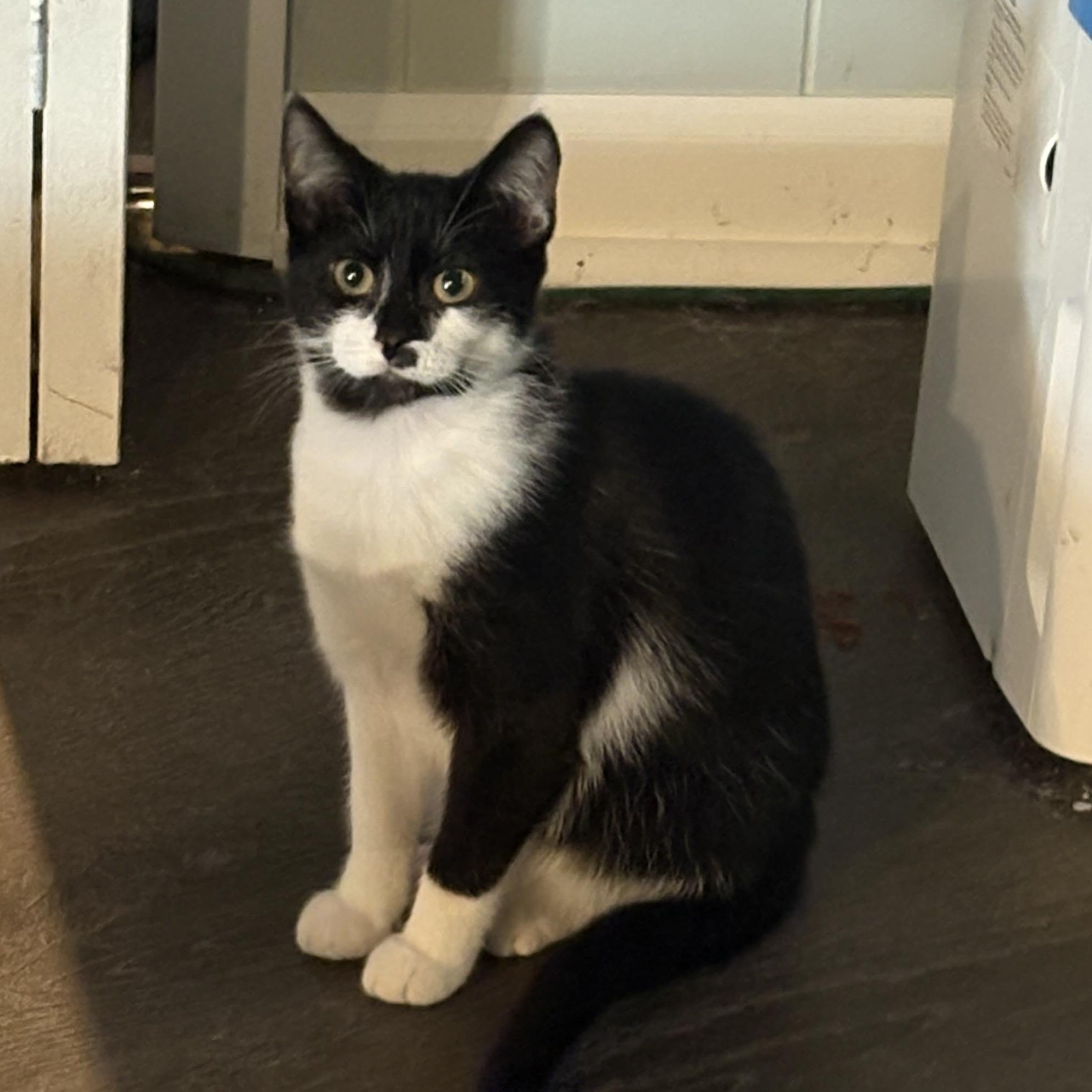 Enlarge Jade, a Adoptable Domestic Short Hair in Cleveland, OH image 5/5