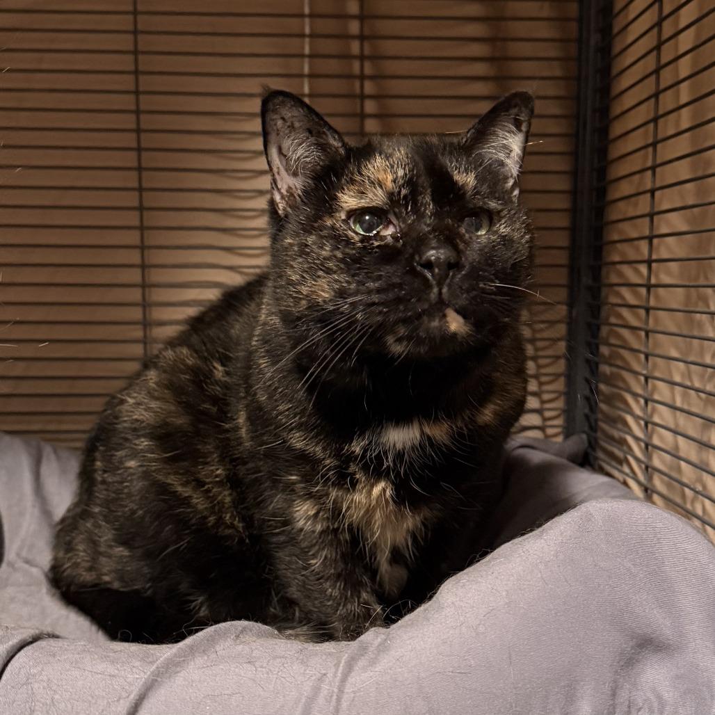 Thora, a Adoptable Domestic Short Hair in Wind Gap, PA image 2/3