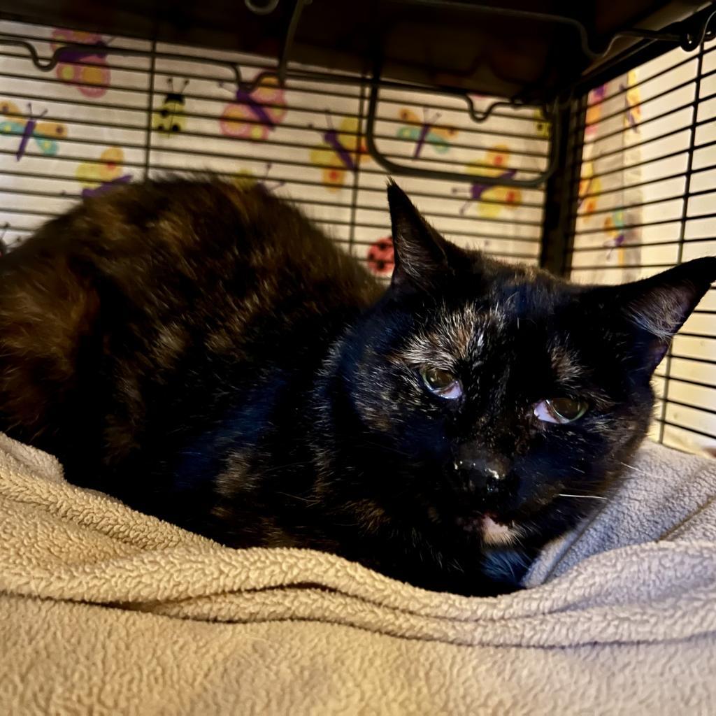 Thora, Adoptable, Adult Female Domestic Short Hair.