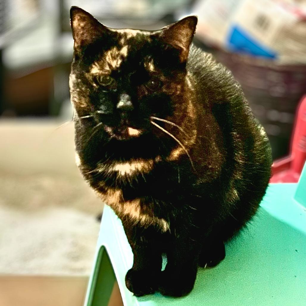 Enlarge Thora, a Adoptable Domestic Short Hair in Wind Gap, PA image 2/2