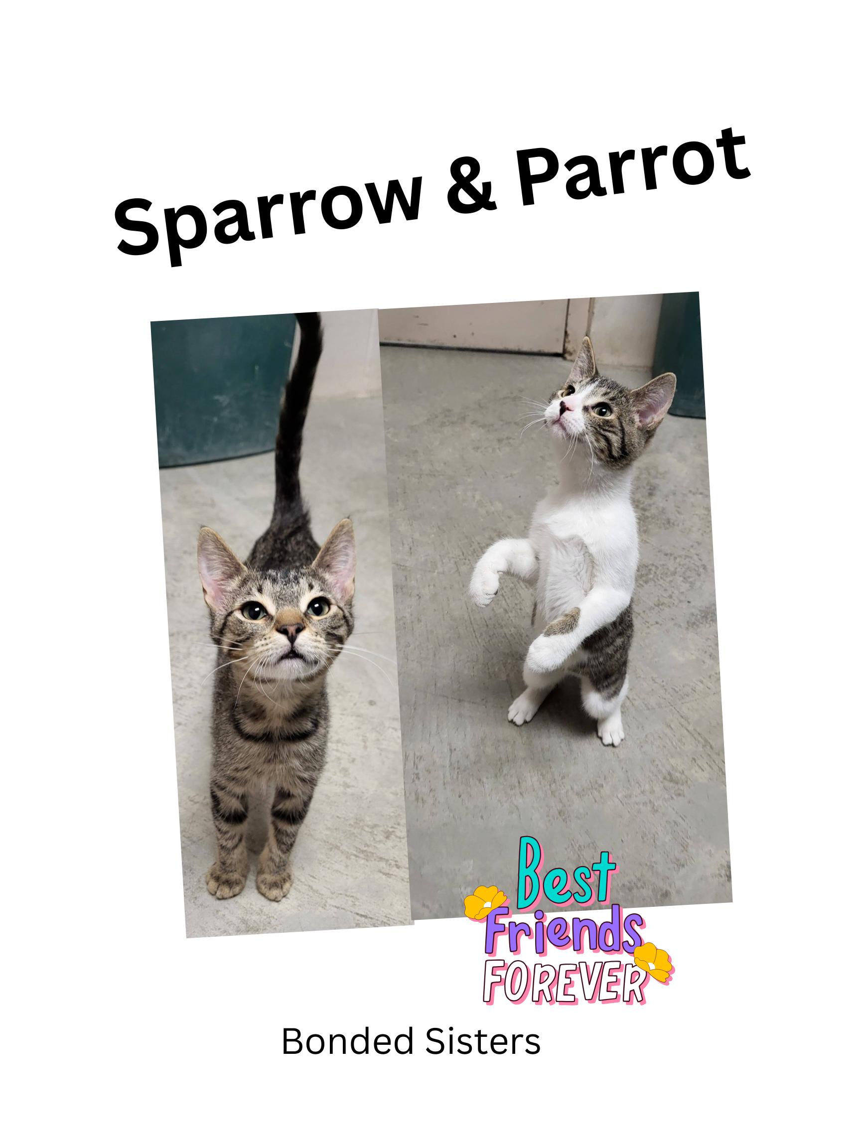 Sparrow & Parrot, adopted, Young Female Domestic Short Hair.
