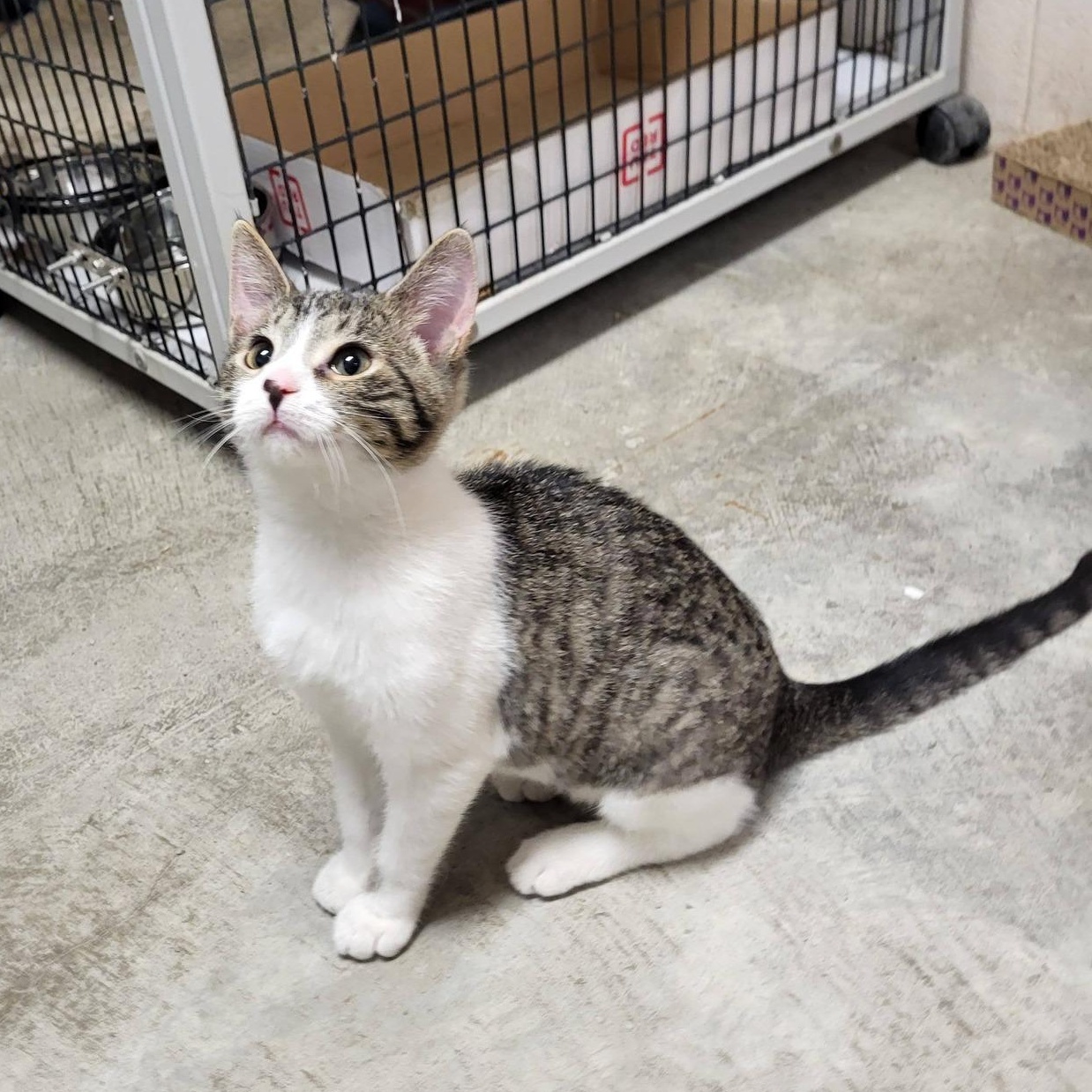 Enlarge Sparrow & Parrot, an adopted Domestic Short Hair in Chilton, WI image 3/6