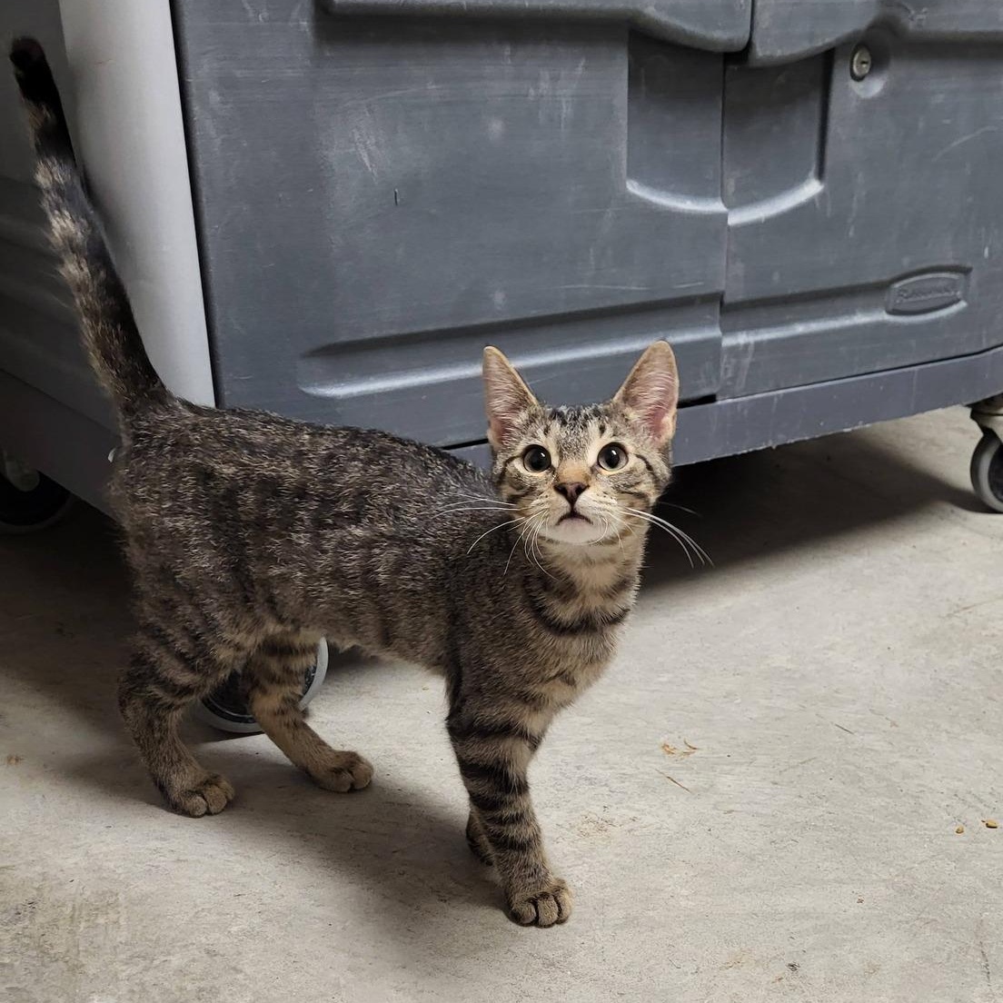Enlarge Sparrow & Parrot, an adopted Domestic Short Hair in Chilton, WI image 4/6