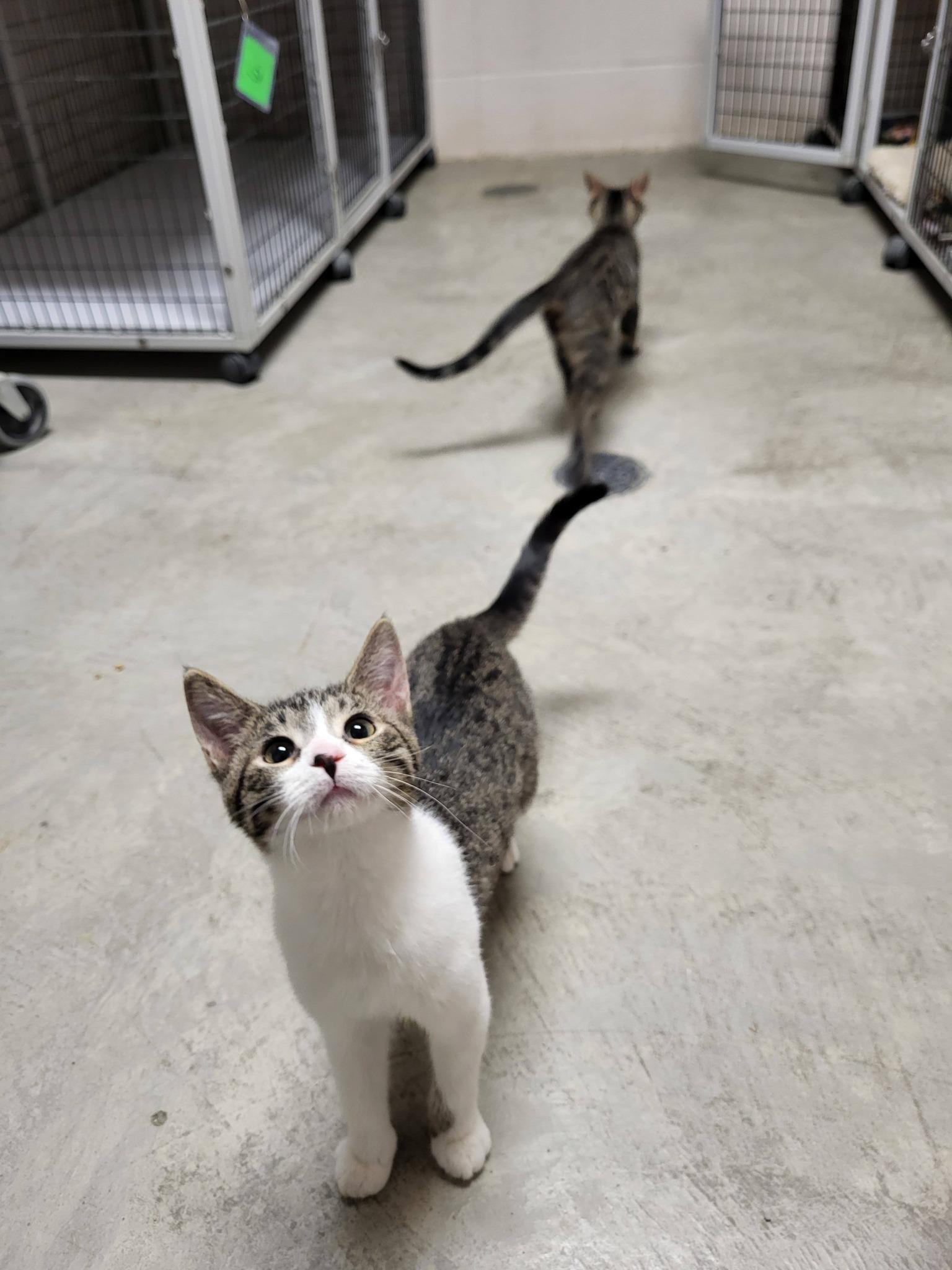 Enlarge Sparrow & Parrot, an adopted Domestic Short Hair in Chilton, WI image 2/6