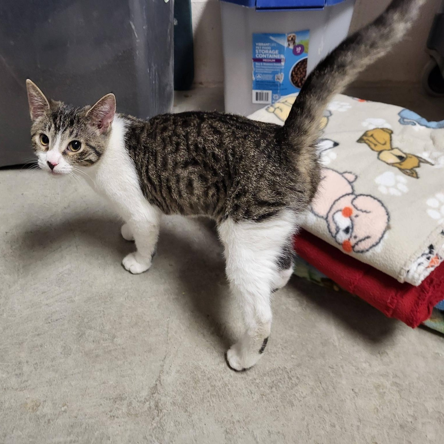 Enlarge Sparrow & Parrot, an adopted Domestic Short Hair in Chilton, WI image 6/6