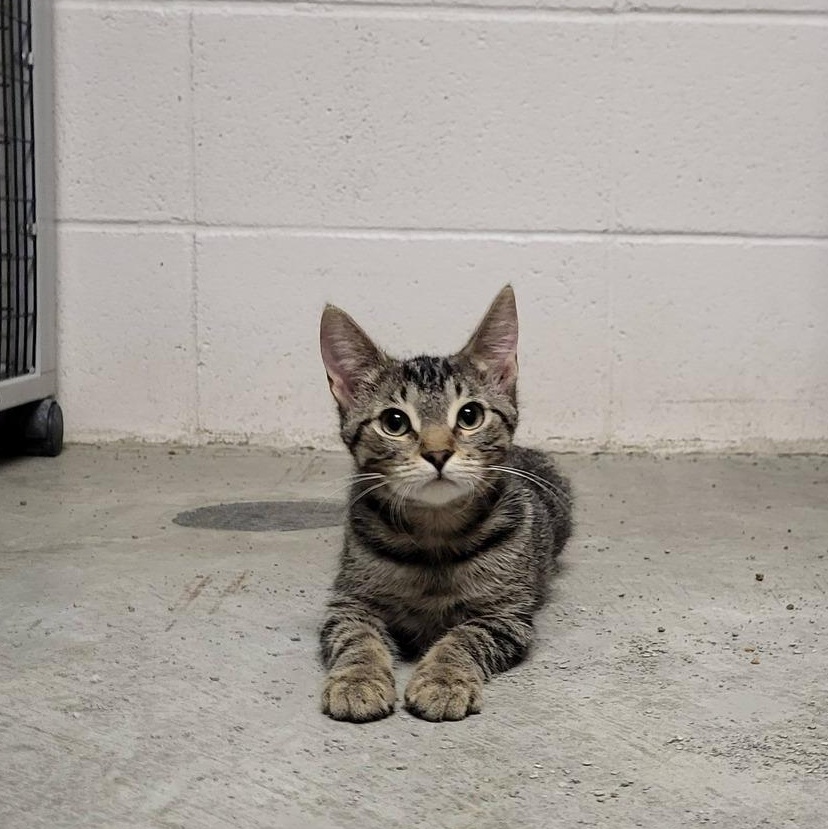 Enlarge Sparrow & Parrot, an adopted Domestic Short Hair in Chilton, WI image 5/6