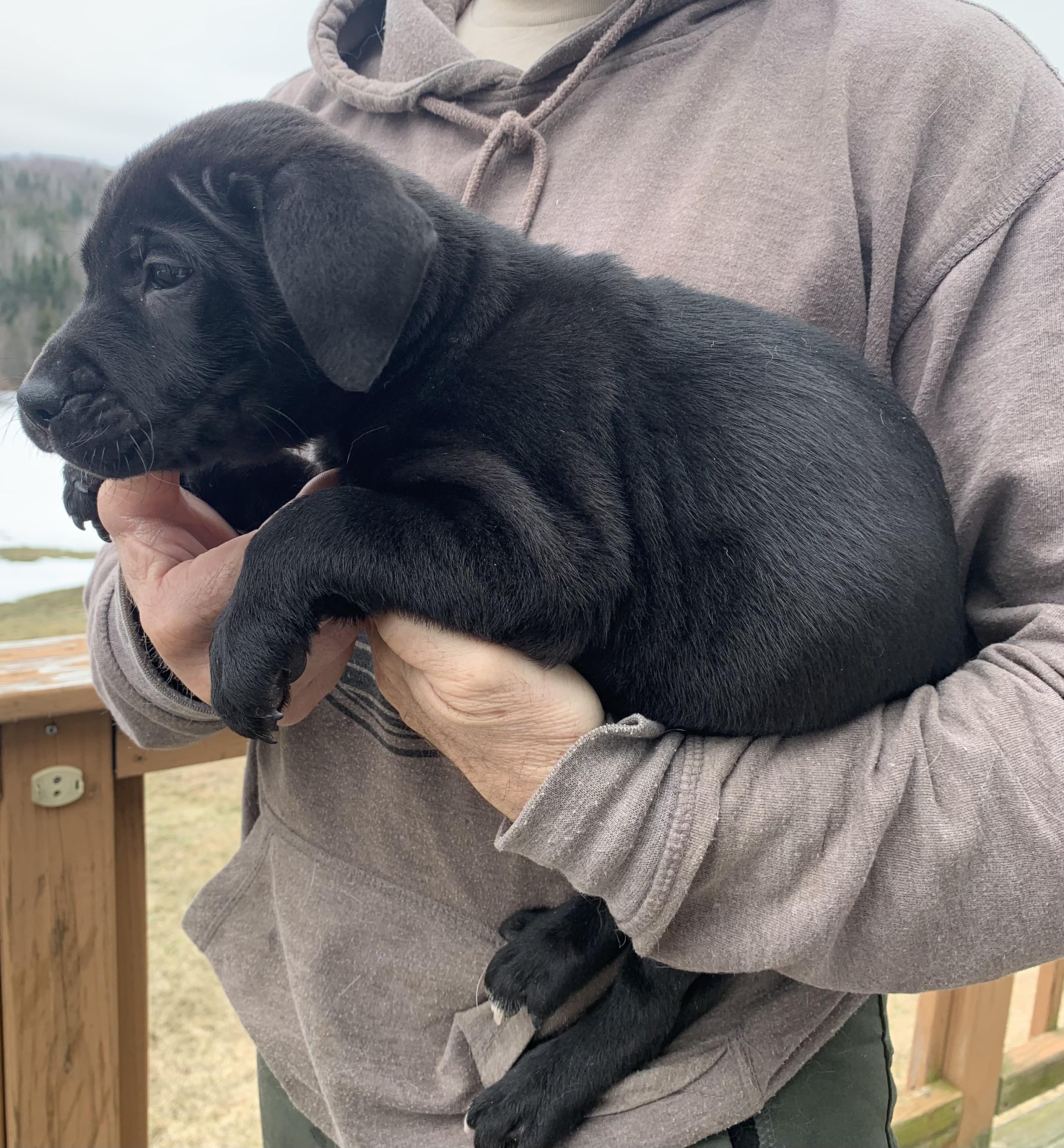 Enlarge Cosmo, a ADOPTABLE Mixed Breed in Danville, VT image 2/3