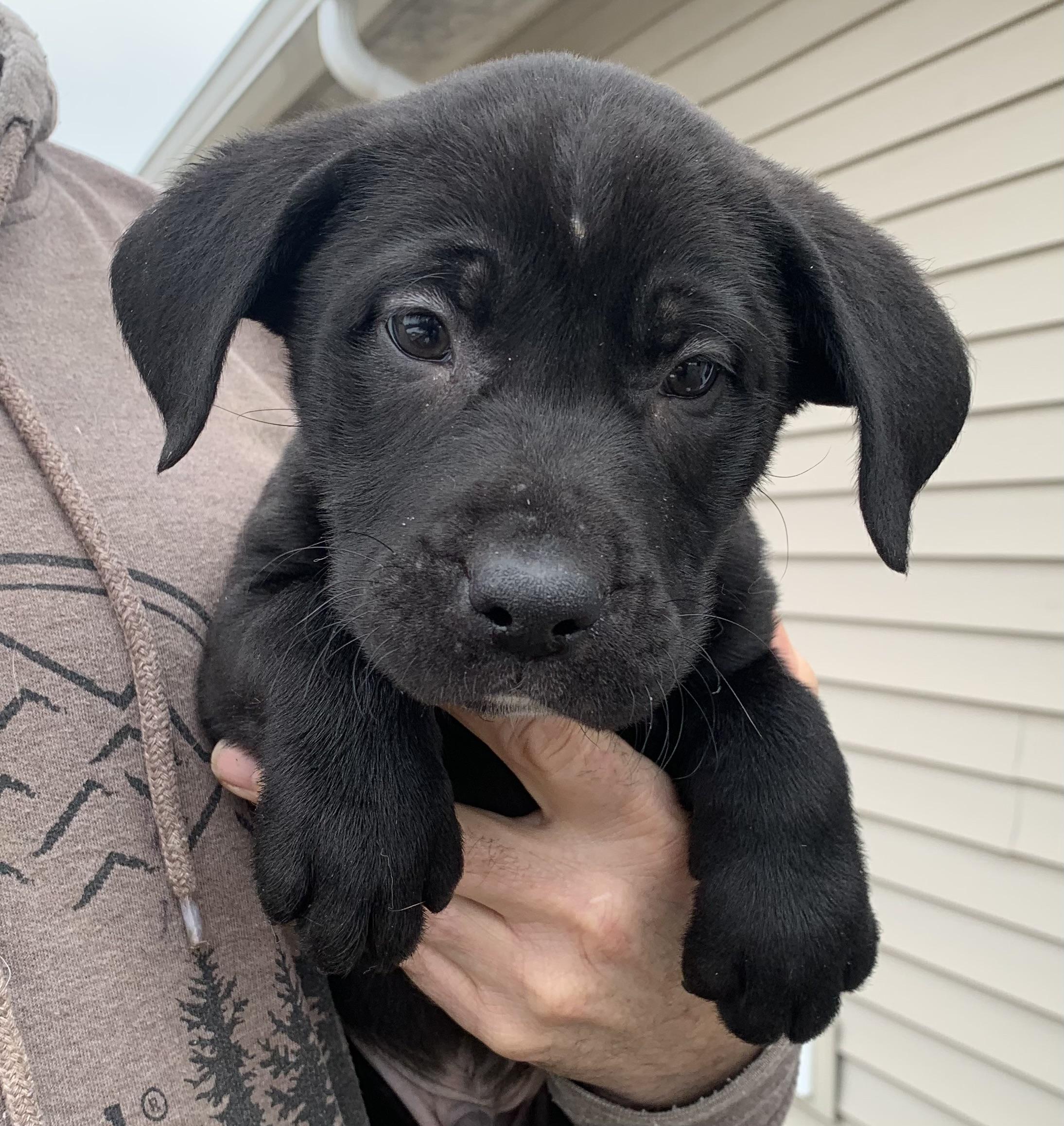 Enlarge Cosmo, a ADOPTABLE Mixed Breed in Danville, VT image 3/3