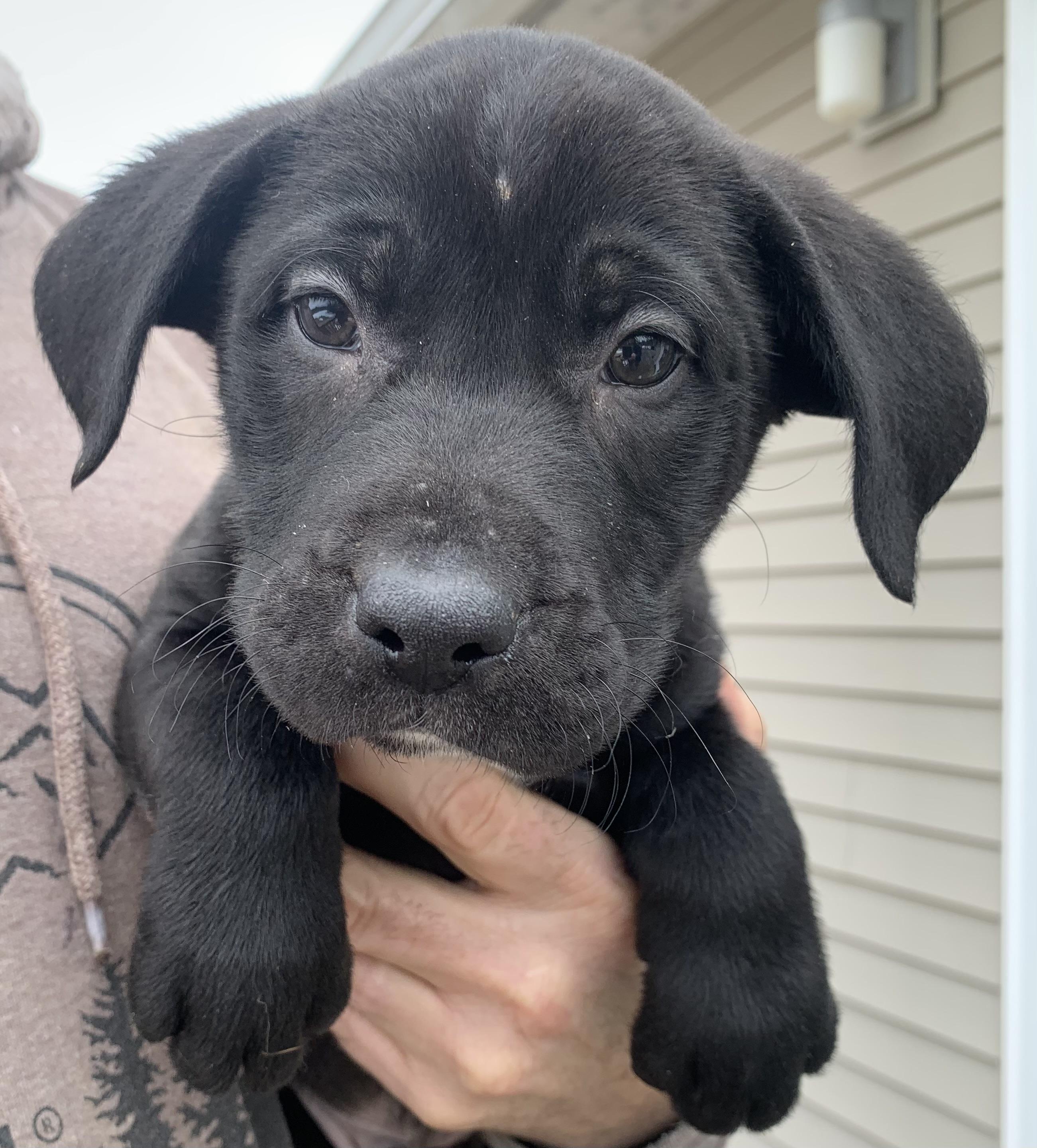 Enlarge Cosmo, a ADOPTABLE Mixed Breed in Danville, VT image 1/3