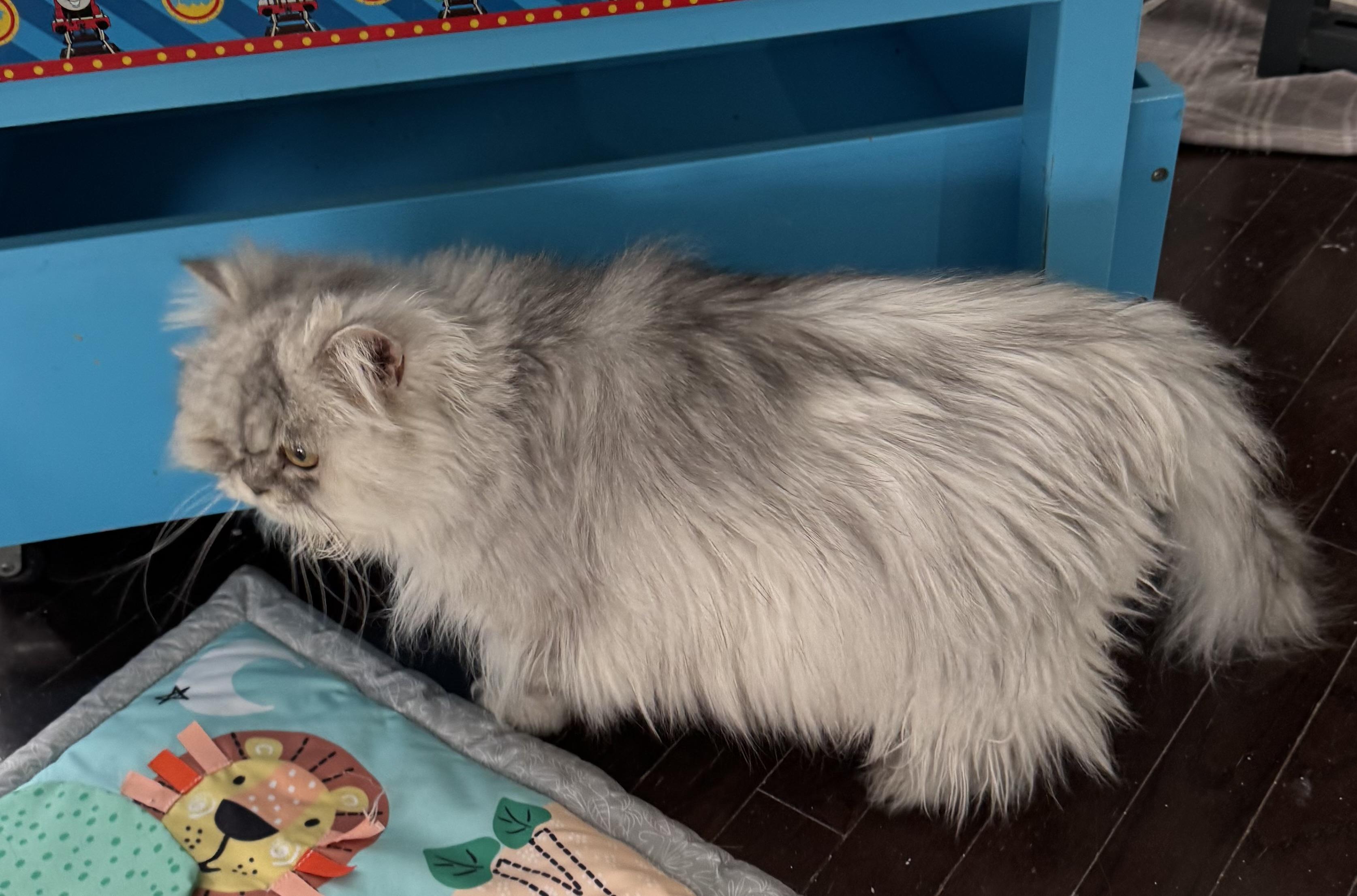 Enlarge Greyson- Madison Liddle, an adopted mixed breed in Brampton, ON image 3/5