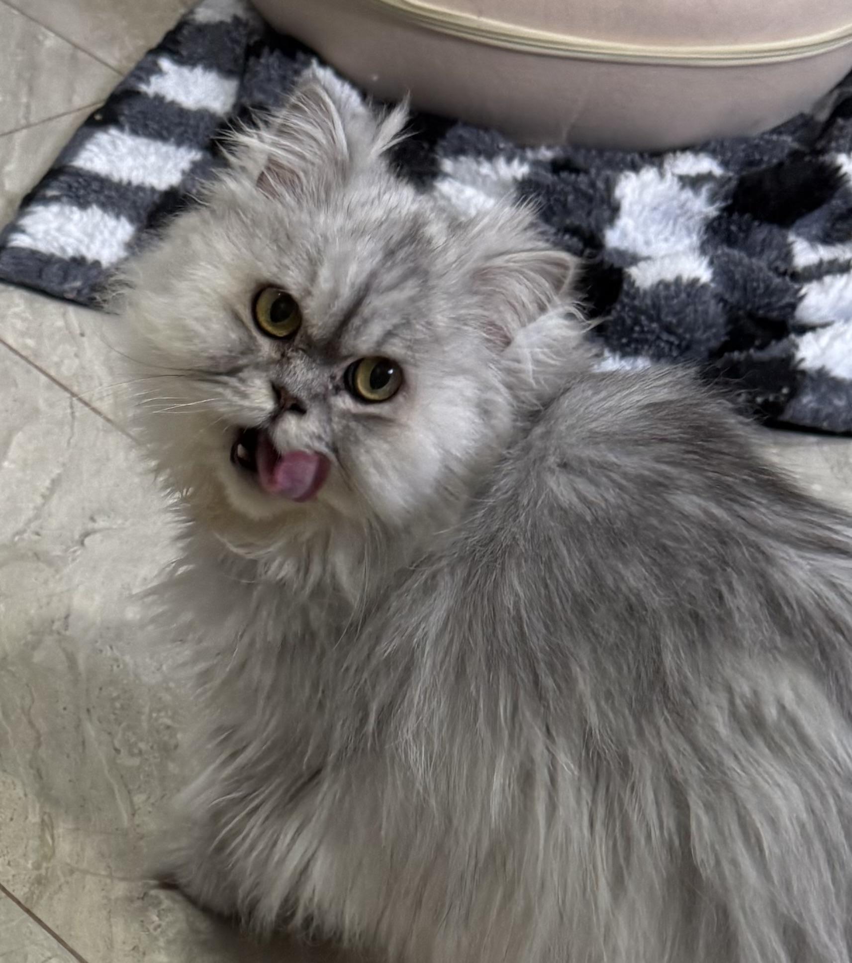 Enlarge Greyson- Madison Liddle, an adopted mixed breed in Brampton, ON image 2/5