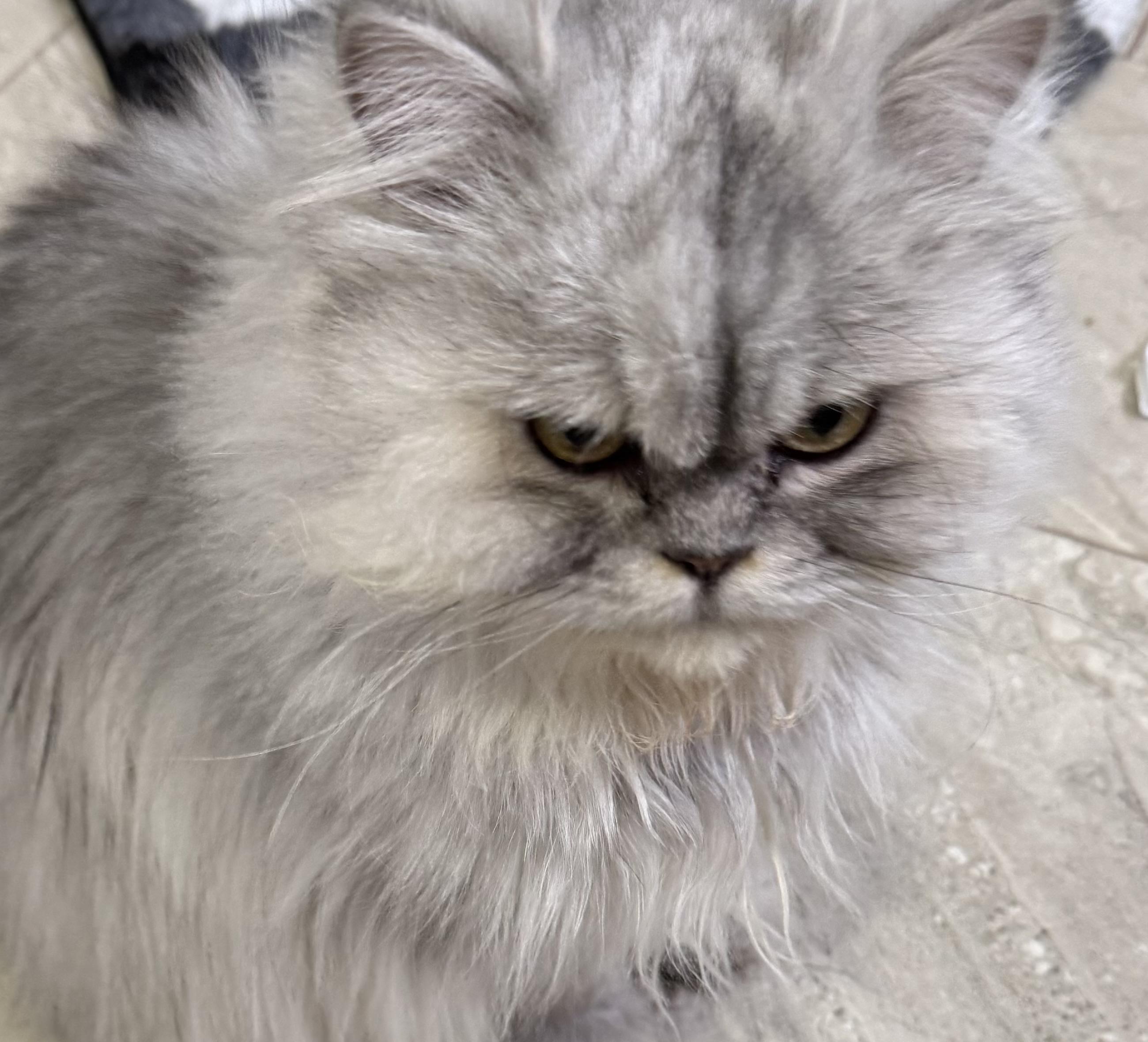 Enlarge Greyson- Madison Liddle, an adopted mixed breed in Brampton, ON image 1/5