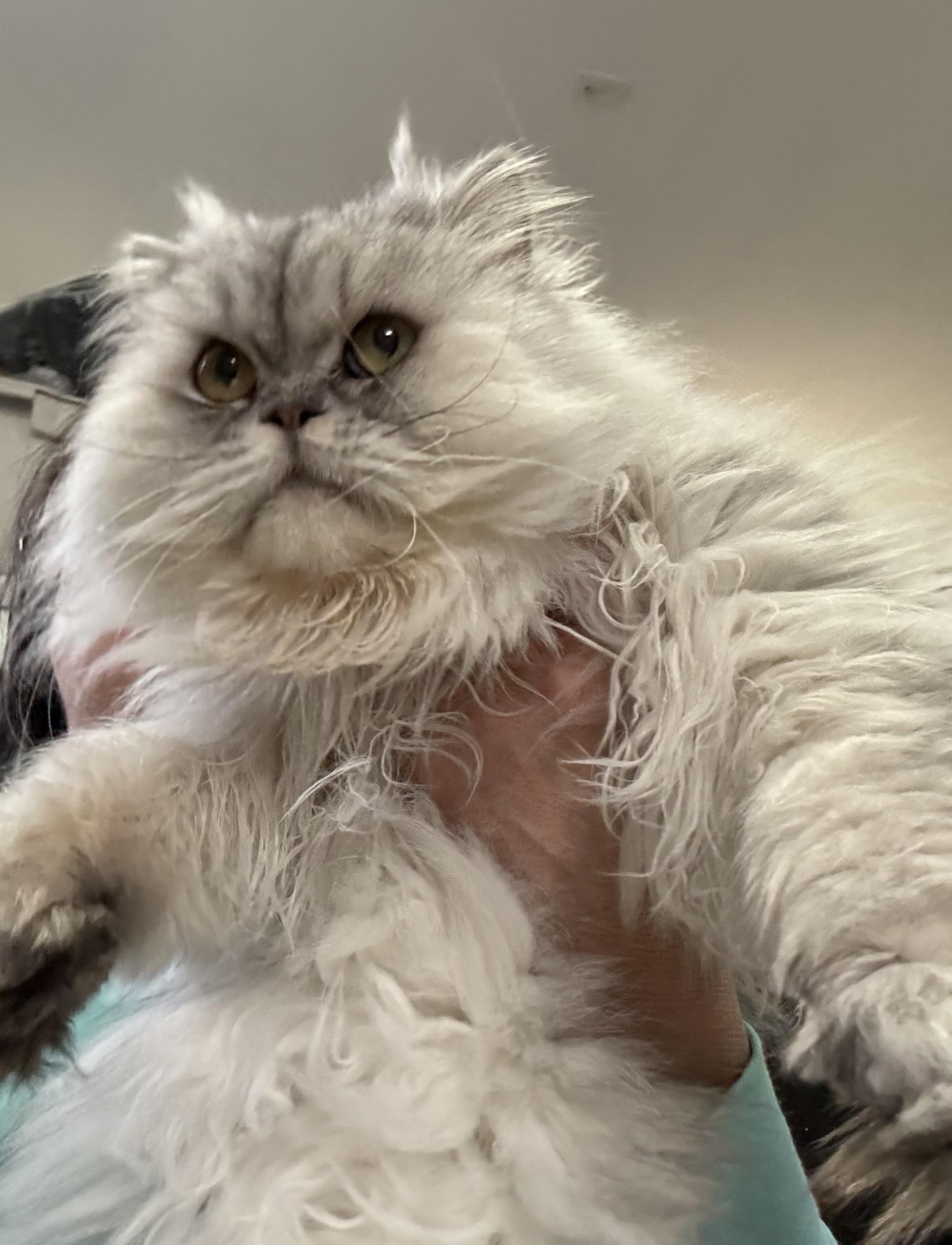 Enlarge Greyson- Madison Liddle, an adopted mixed breed in Brampton, ON image 4/5