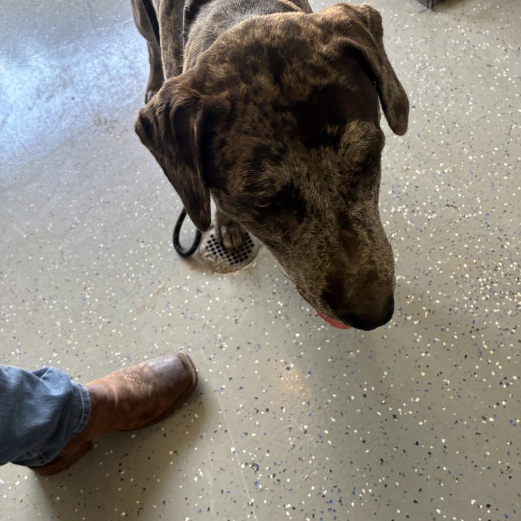 Enlarge Pebbles - off site mutts with manners, a Adoptable Mixed Breed in Danville, KY image 1/2