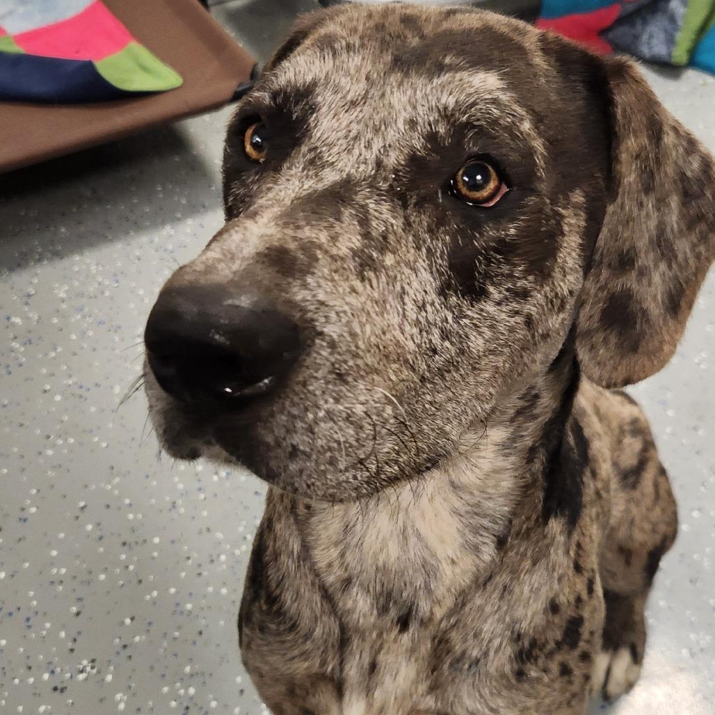 Enlarge Pebbles - off site mutts with manners, a Adoptable Mixed Breed in Danville, KY image 2/2