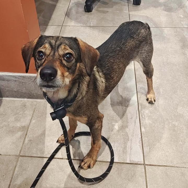 Wolf, Adoptable, Young Male Terrier.