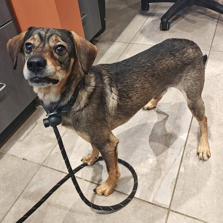Wolf, a Adoptable Terrier in Springdale, AR image 2/6