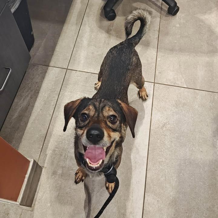 Wolf, a Adoptable Terrier in Springdale, AR image 6/6