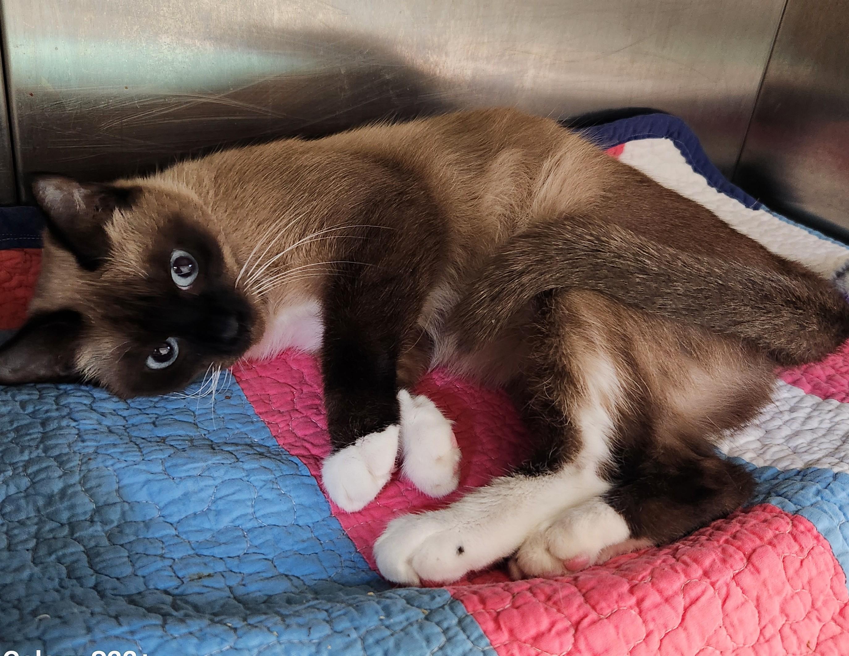 Enlarge Ferrero, a Adopted Siamese in Siloam Springs, AR image 3/5
