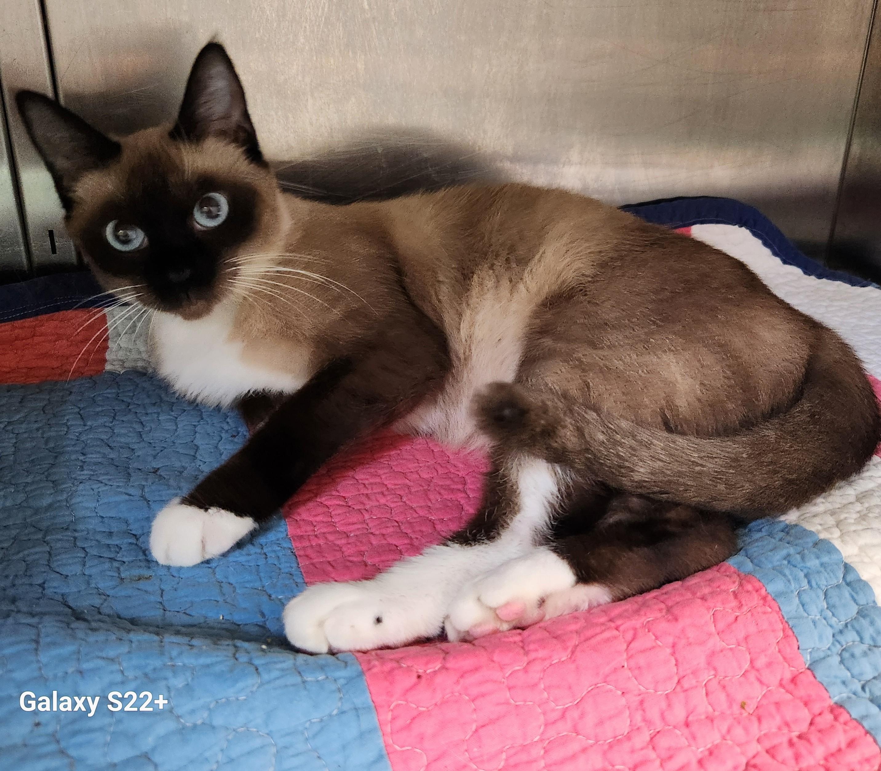 Enlarge Ferrero, a Adopted Siamese in Siloam Springs, AR image 2/5