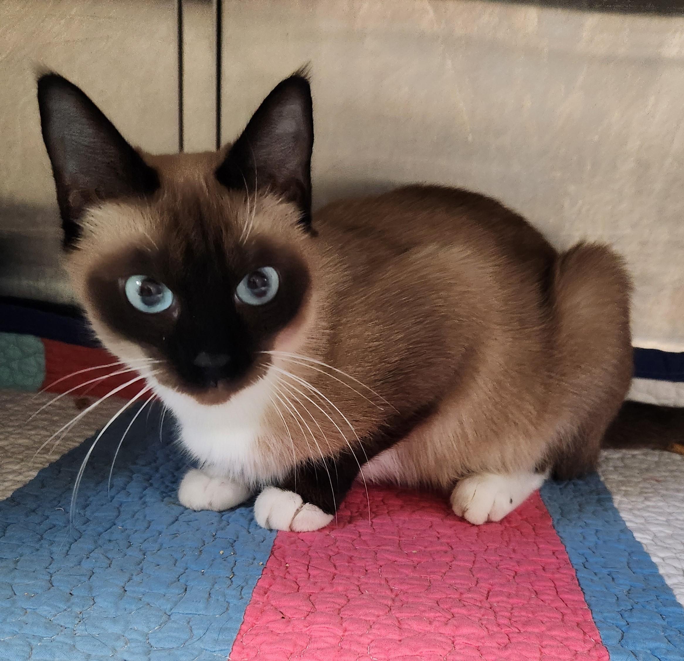 Enlarge Ferrero, a Adopted Siamese in Siloam Springs, AR image 4/5