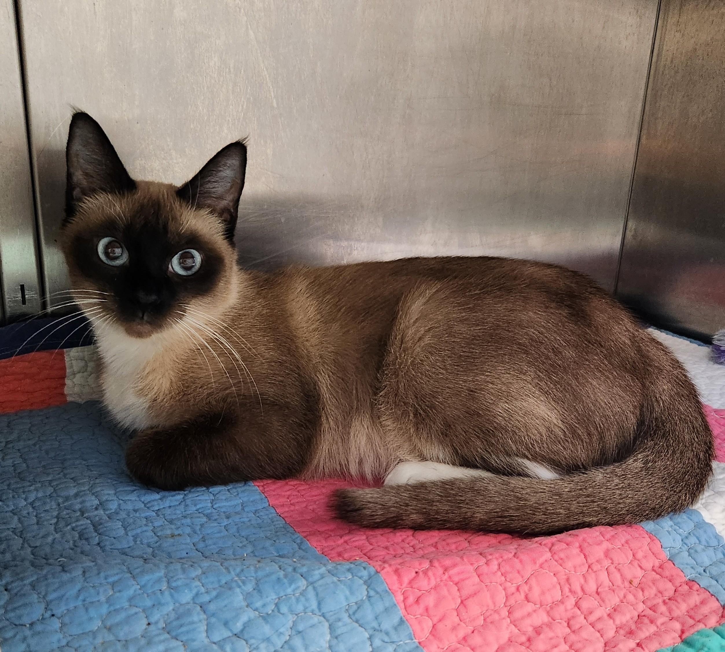Enlarge Ferrero, a Adopted Siamese in Siloam Springs, AR image 1/5