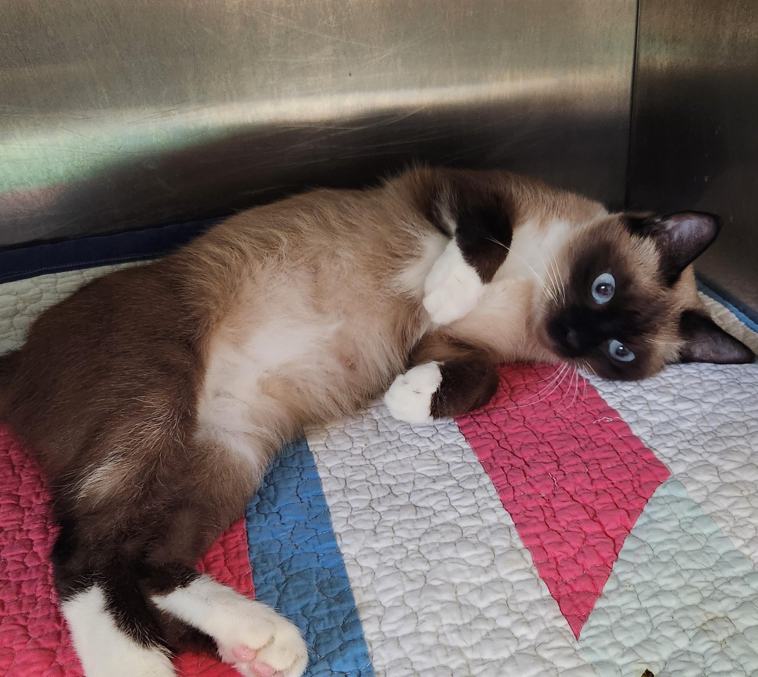 Enlarge Ferrero, a Adopted Siamese in Siloam Springs, AR image 5/5