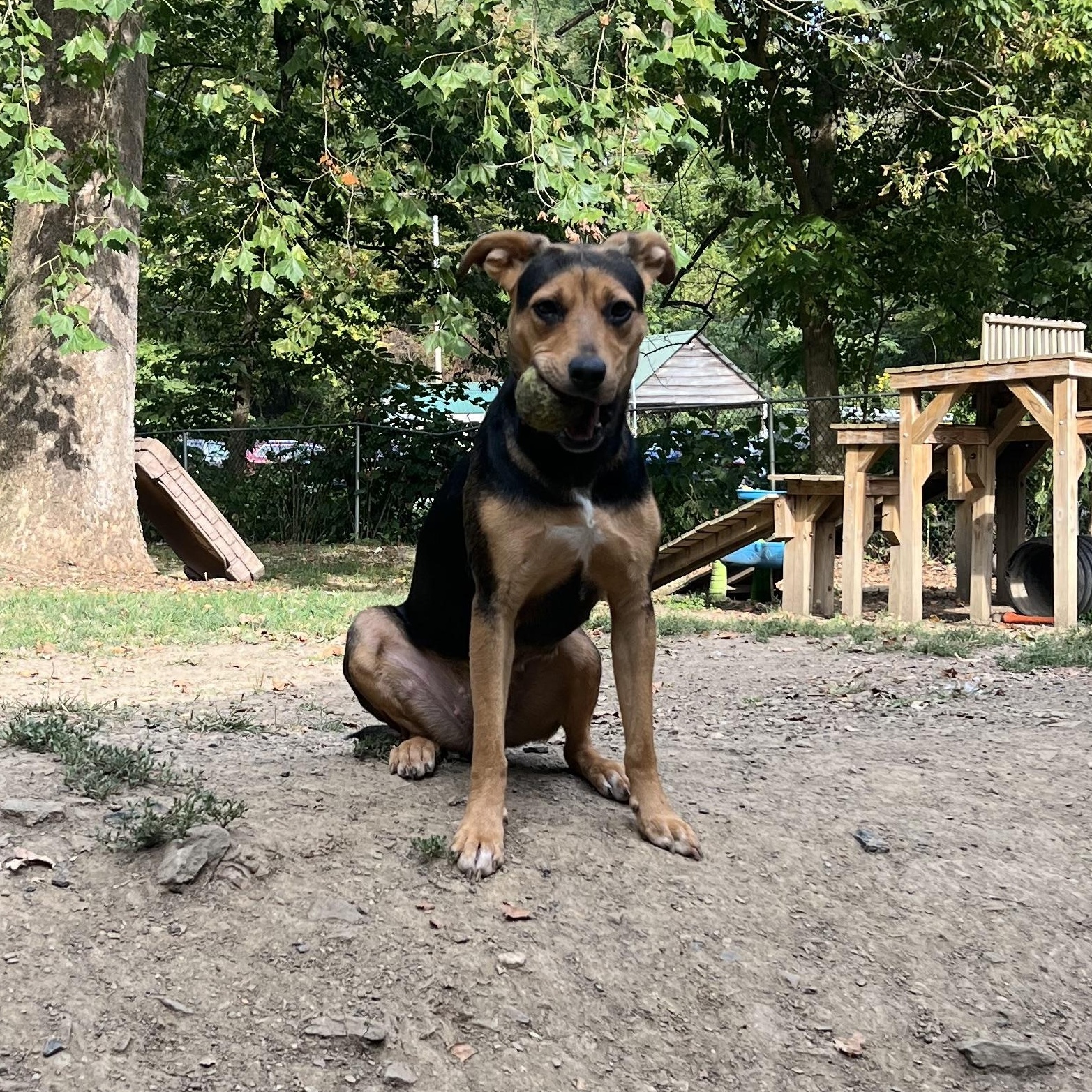 Enlarge Keeta, a ADOPTABLE mixed breed in North Huntingdon, PA image 2/2