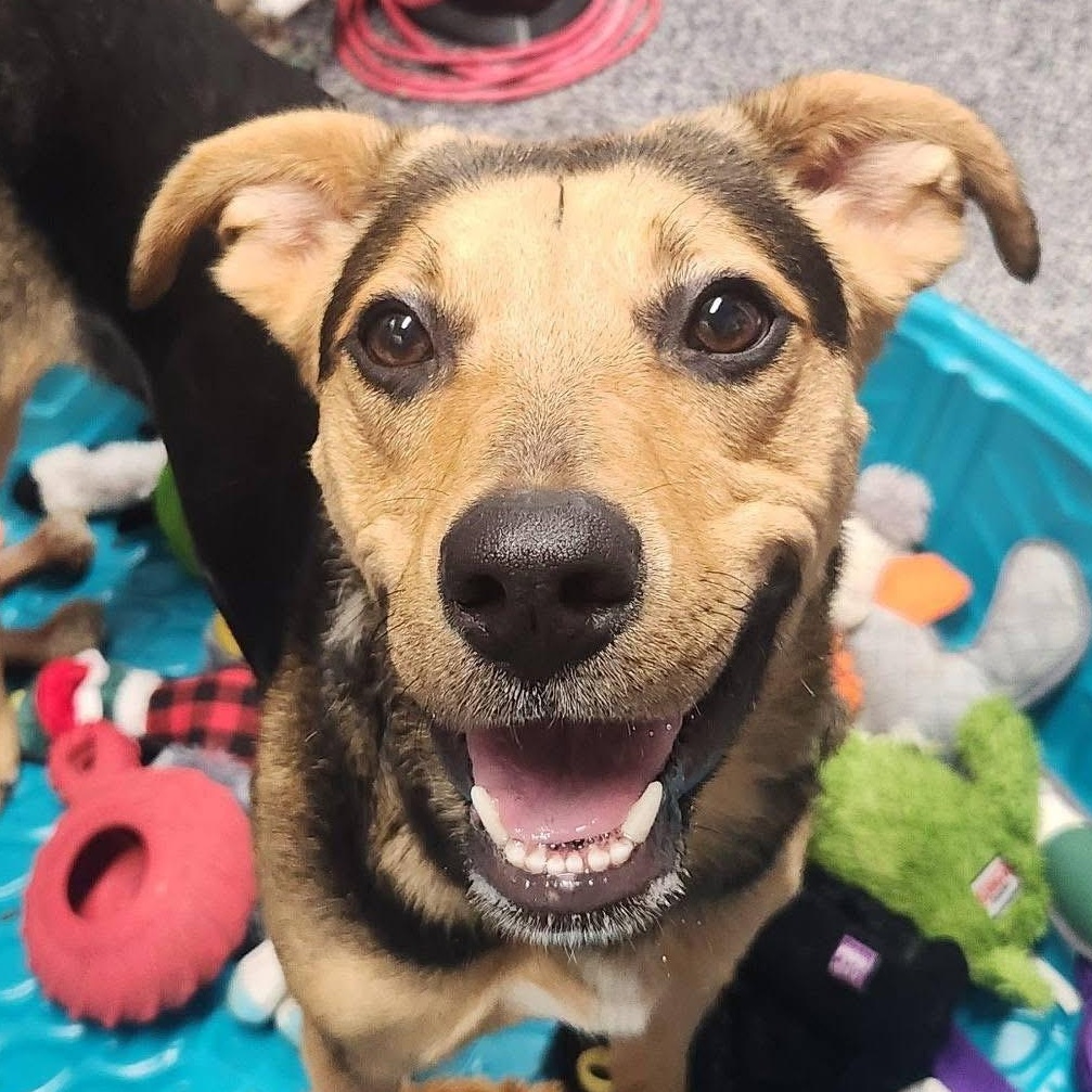 Keeta, ADOPTABLE, Young Female Black and Tan Coonhound.