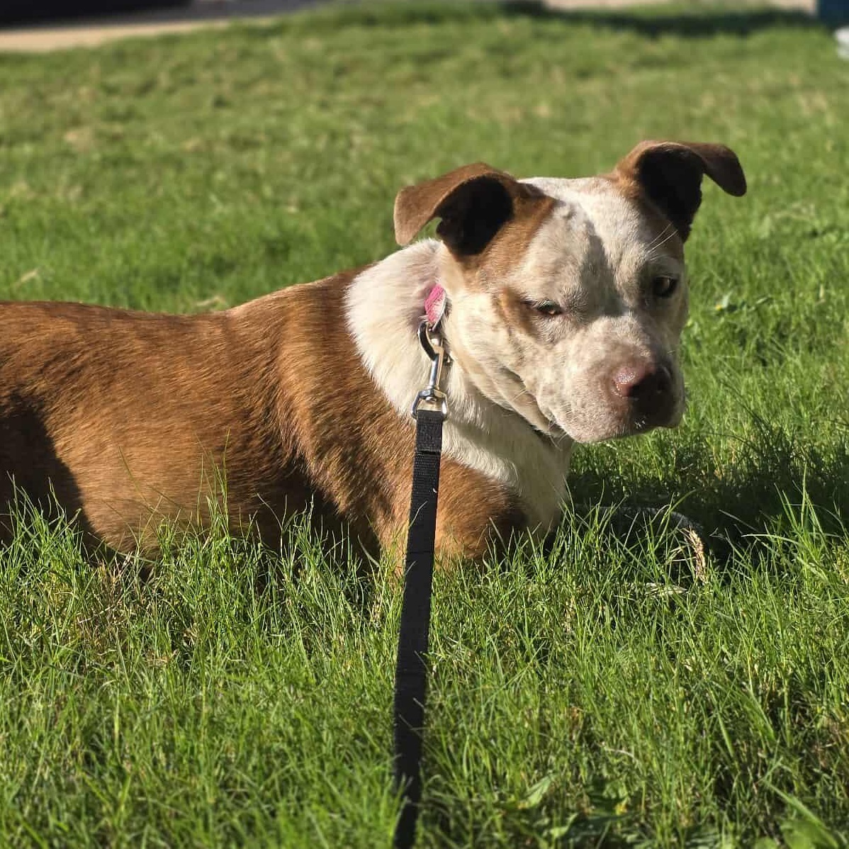 Cinnamon — thumbnail 6