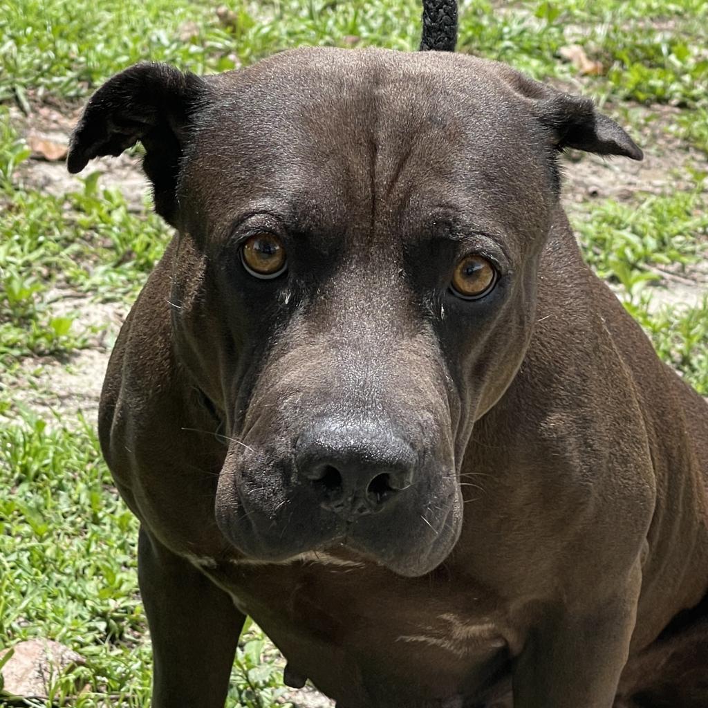 Sarah, Adoptable, Senior Female Shar-Pei & Mixed Breed.