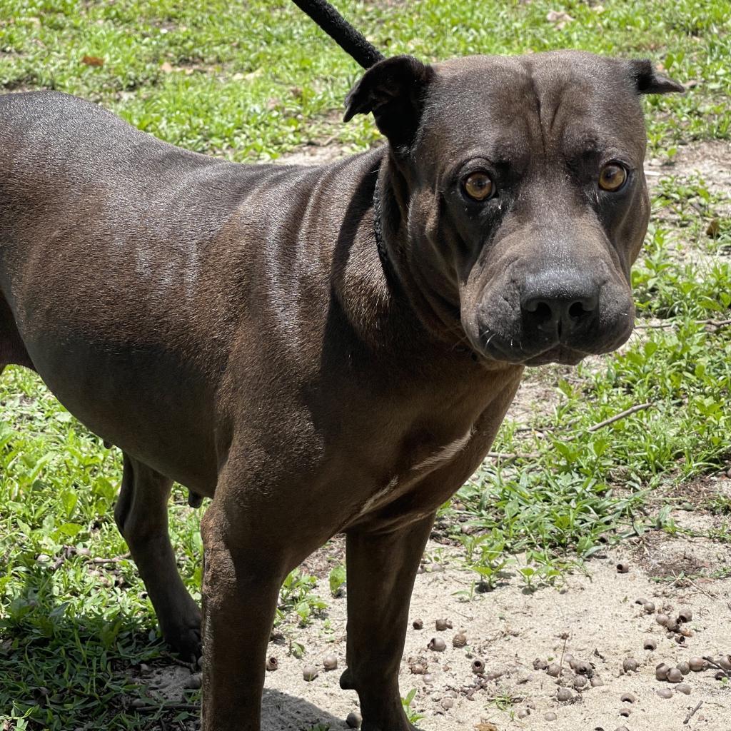Sarah, Adoptable, Senior Female Shar-Pei & Mixed Breed.