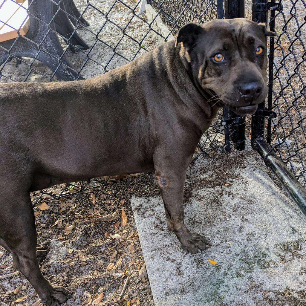 Sarah, Adoptable, Senior Female Shar-Pei & Mixed Breed.