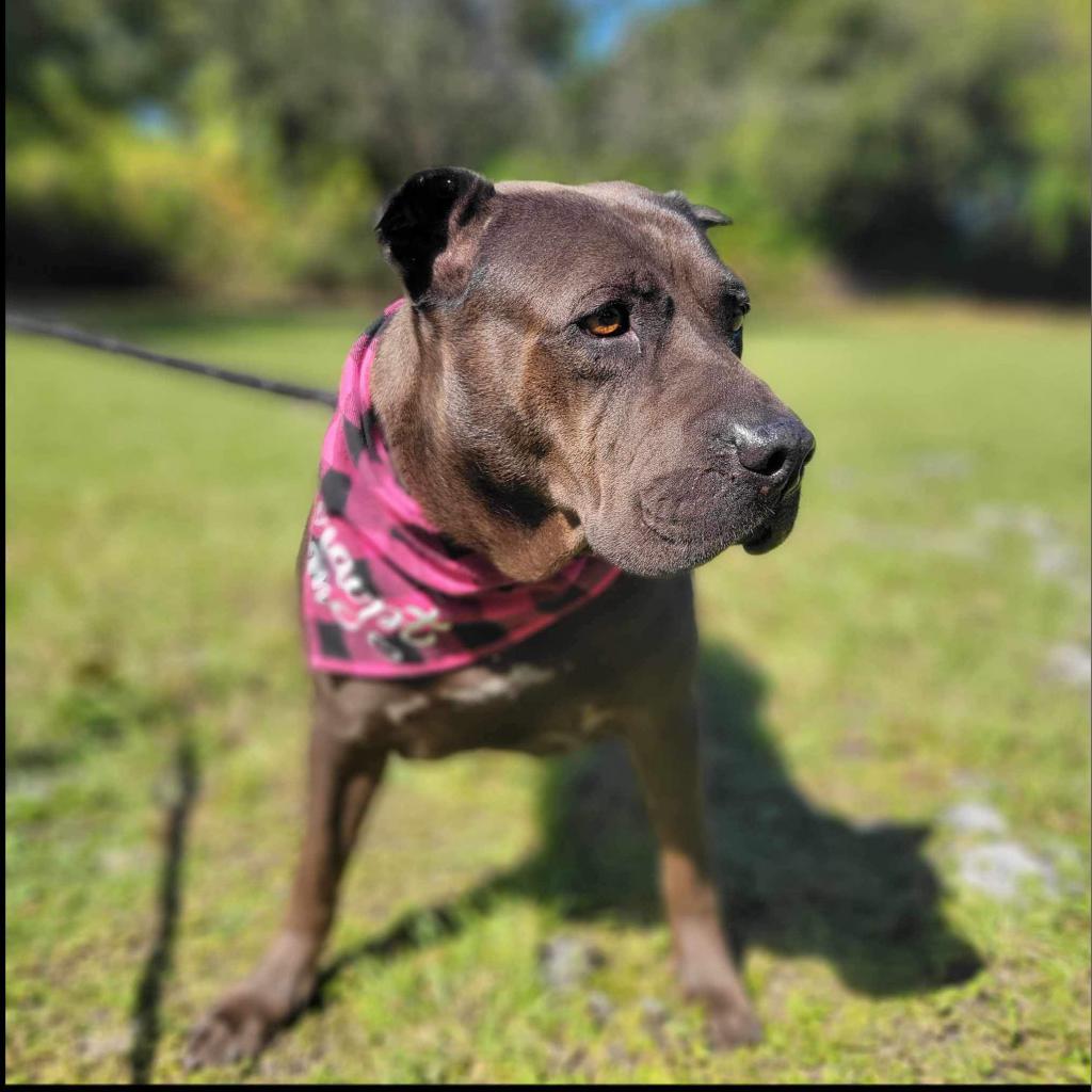Enlarge Sarah, a Adoptable mixed breed in Port Charlotte, FL image 6/6