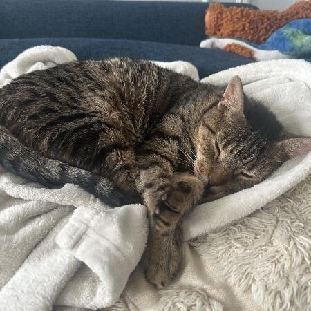 Brea — thumbnail 3