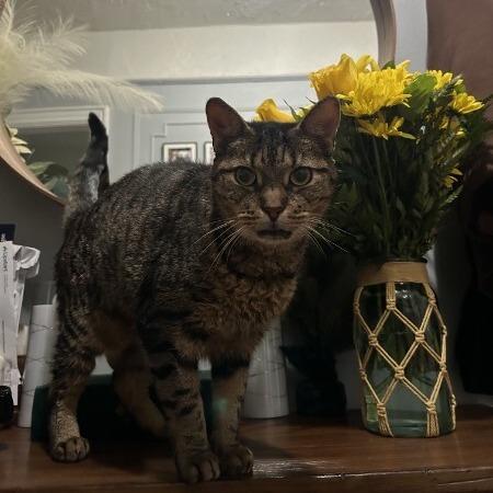 Brea — thumbnail 4