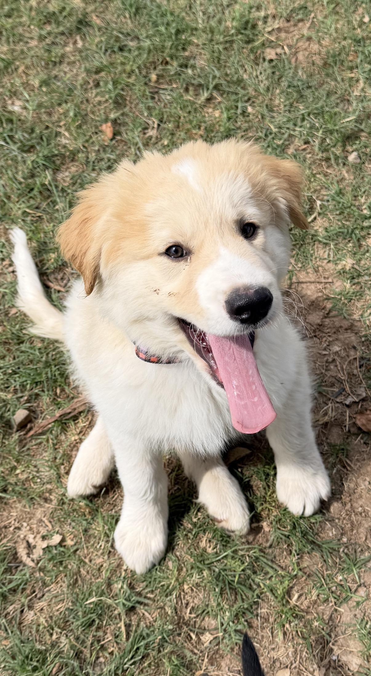 Enlarge Otis, an adopted mixed breed in Gilbert, AZ image 2/6