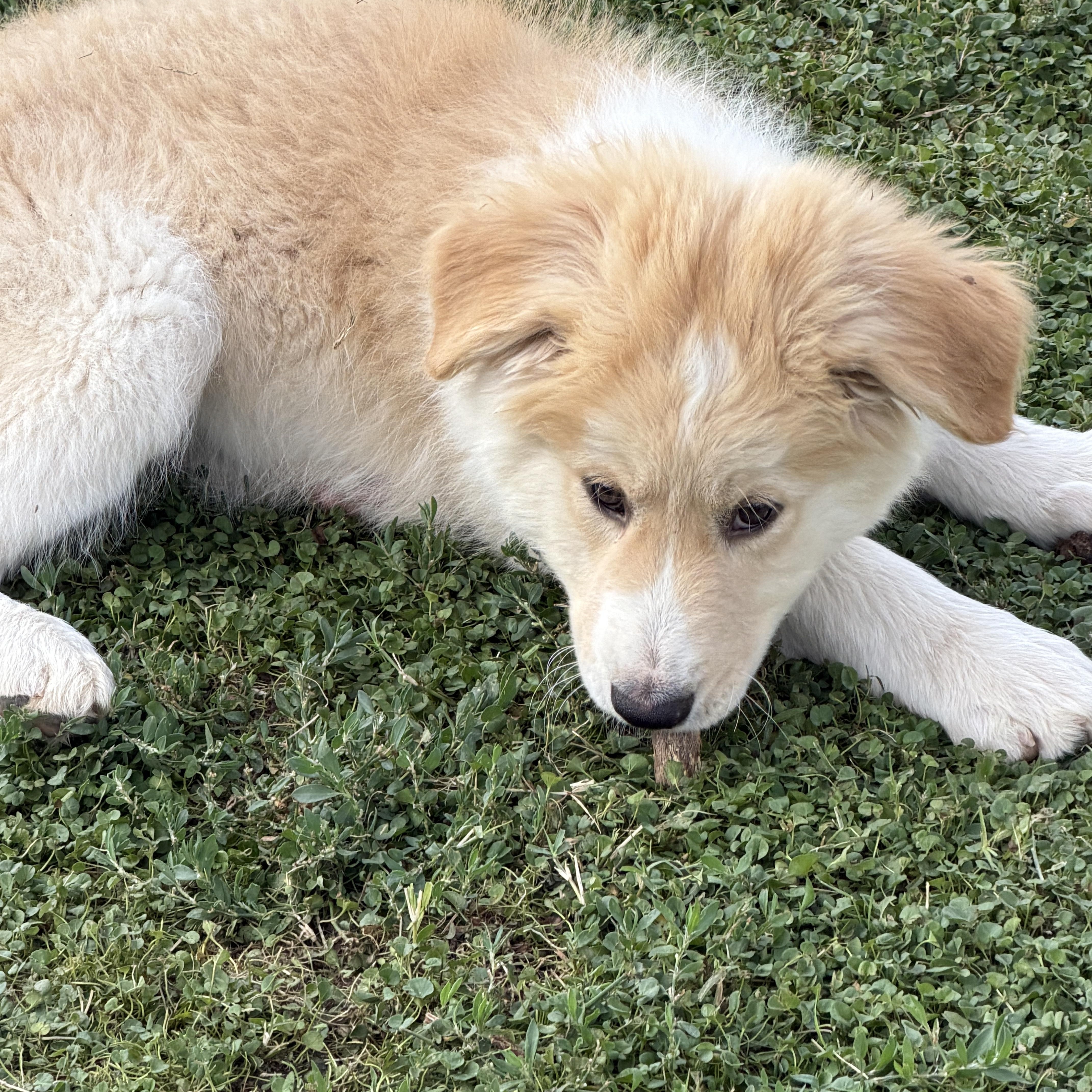 Enlarge Otis, an adopted mixed breed in Gilbert, AZ image 6/6
