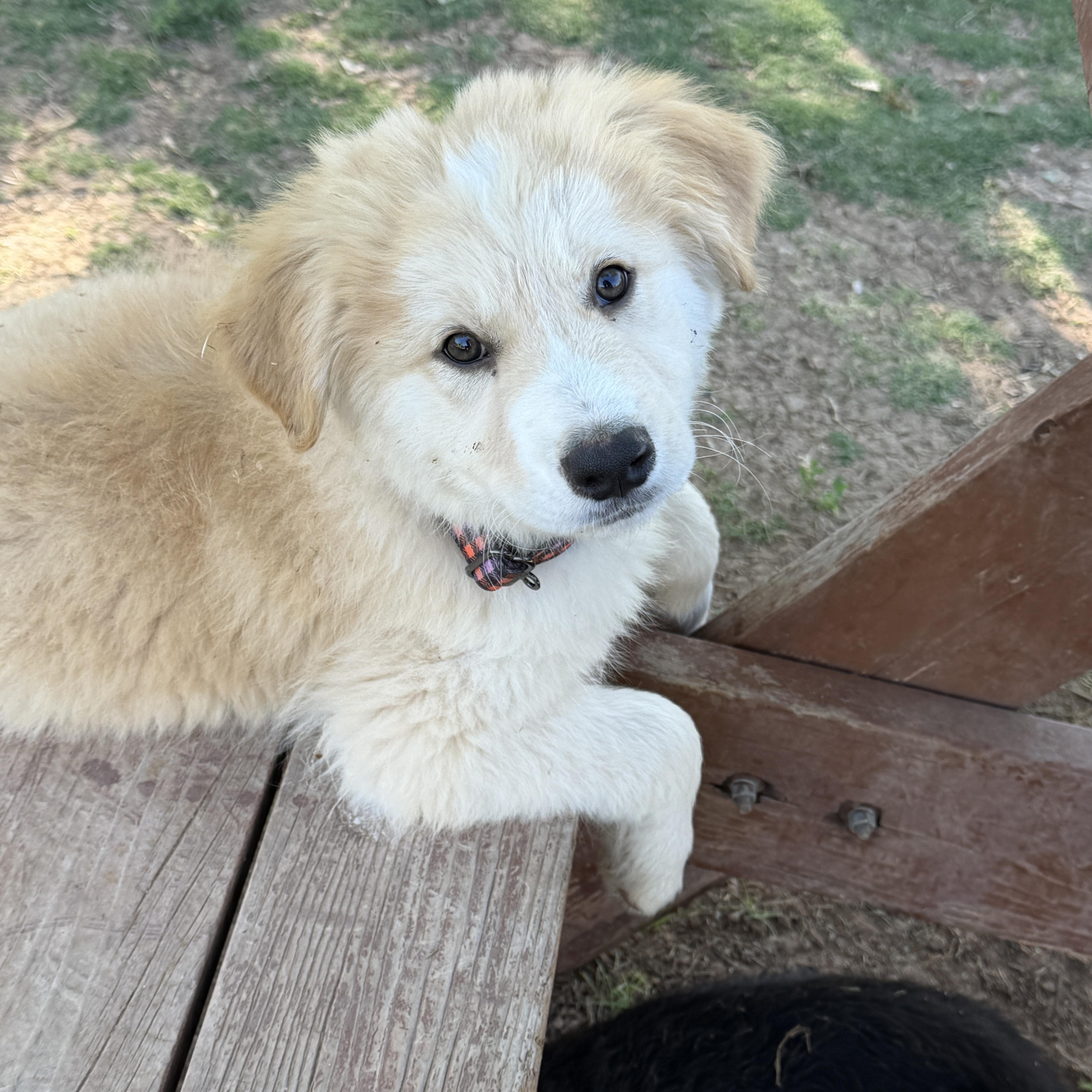 Enlarge Otis, an adopted mixed breed in Gilbert, AZ image 4/6