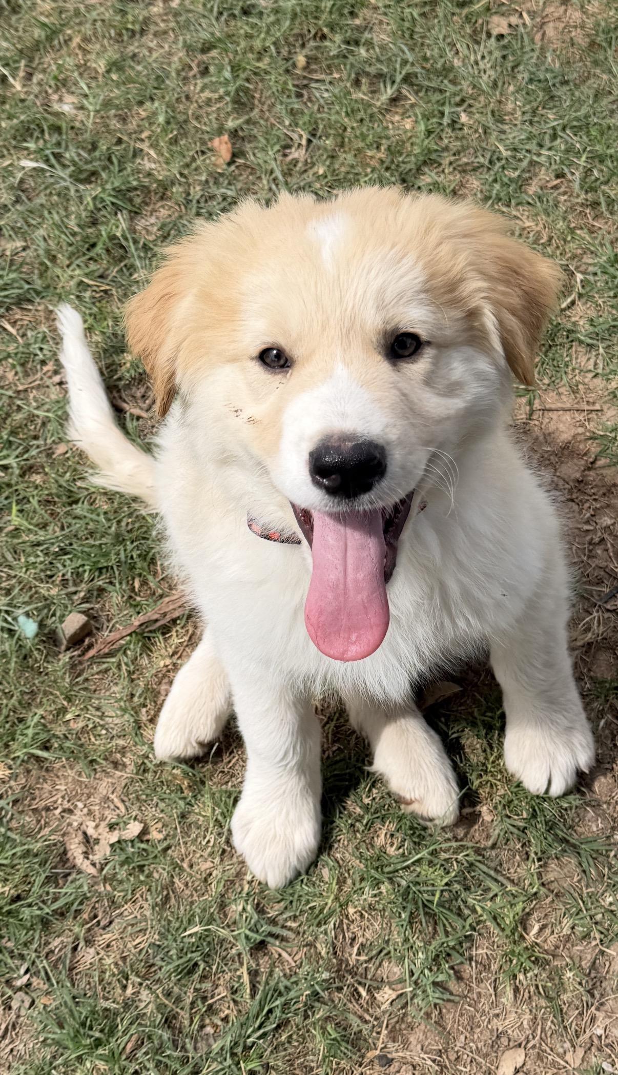 Otis, adopted, Puppy Male Great Pyrenees & Labrador Retriever.