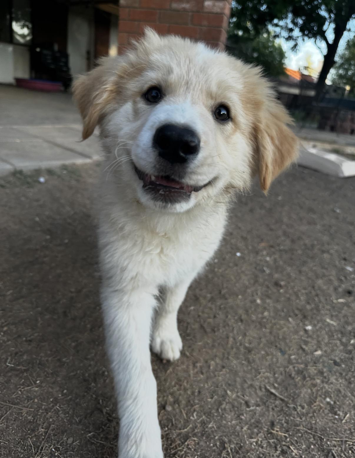 Enlarge Otis, an adopted mixed breed in Gilbert, AZ image 5/6
