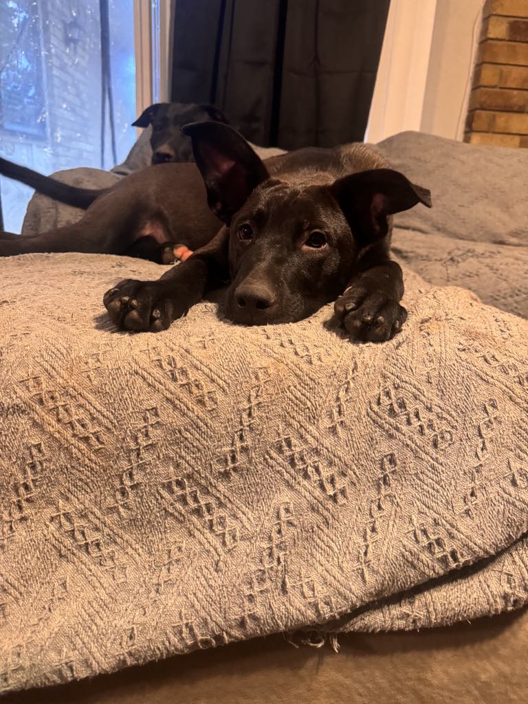 Dog for adoption Zo, a Retriever Mix in Portland, OR Petfinder