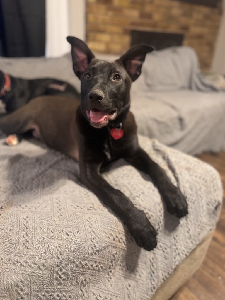 Dog for adoption Zo, a Retriever Mix in Portland, OR Petfinder