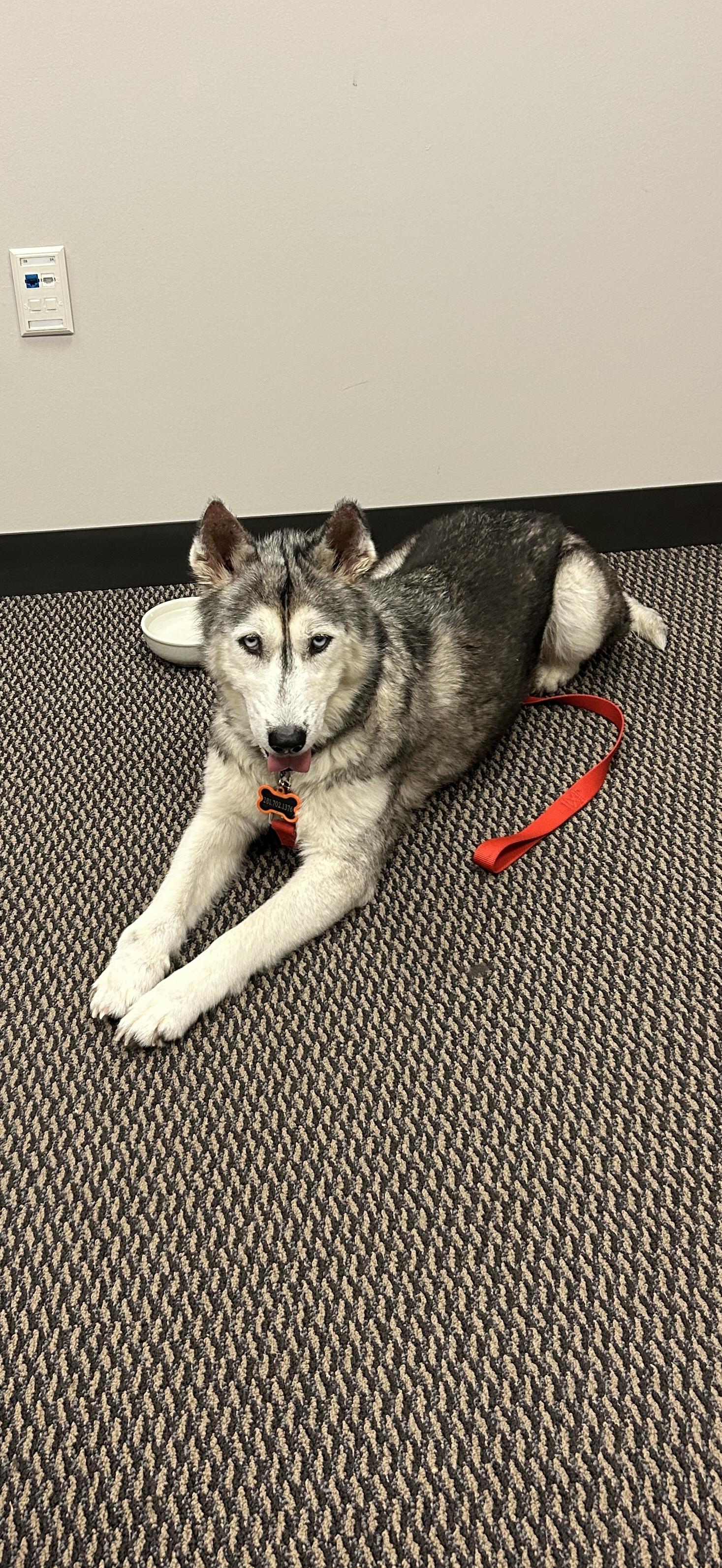 Enlarge Alba, a Adopted mixed breed in Palm Coast, FL image 4/4