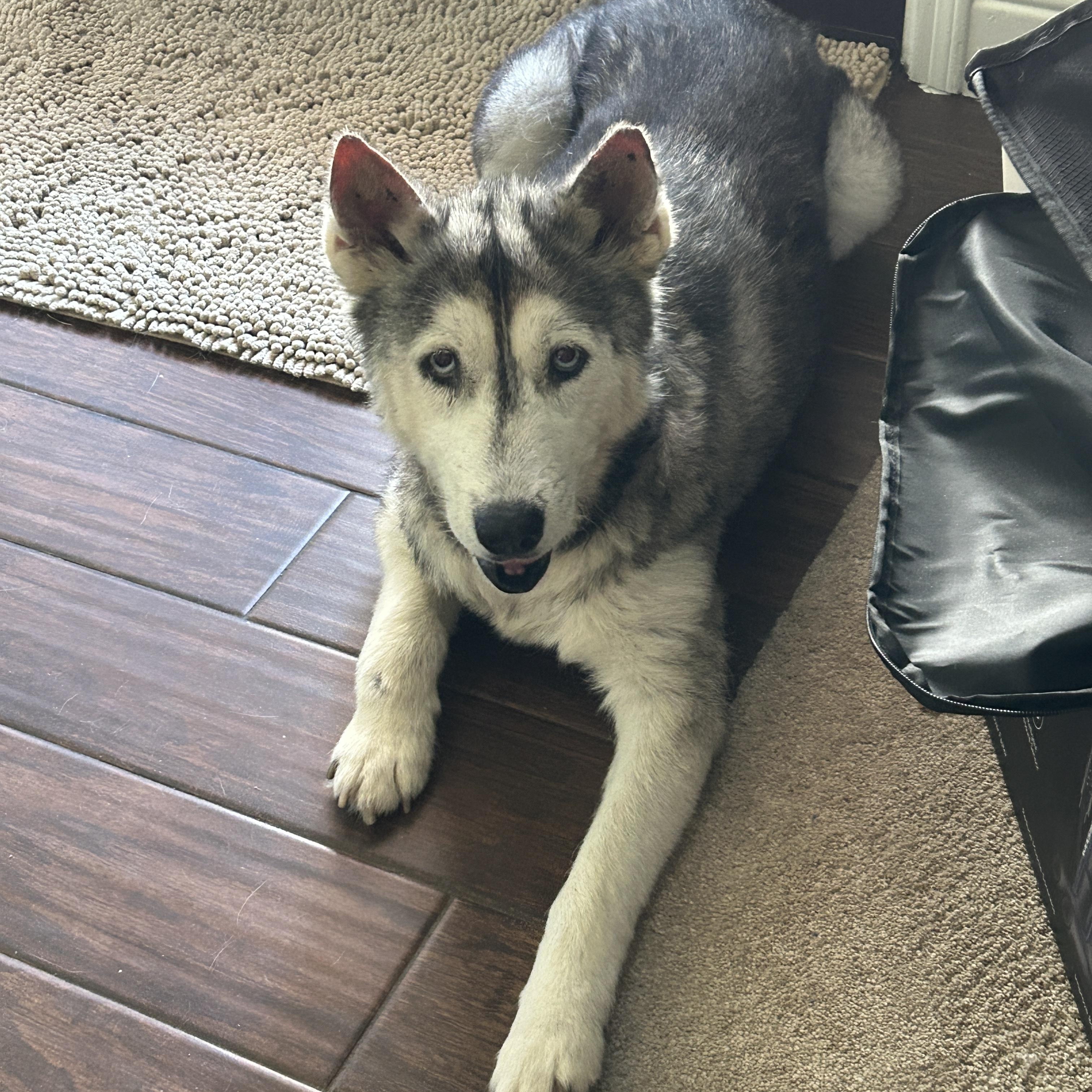 Enlarge Alba, a Adopted mixed breed in Palm Coast, FL image 1/4