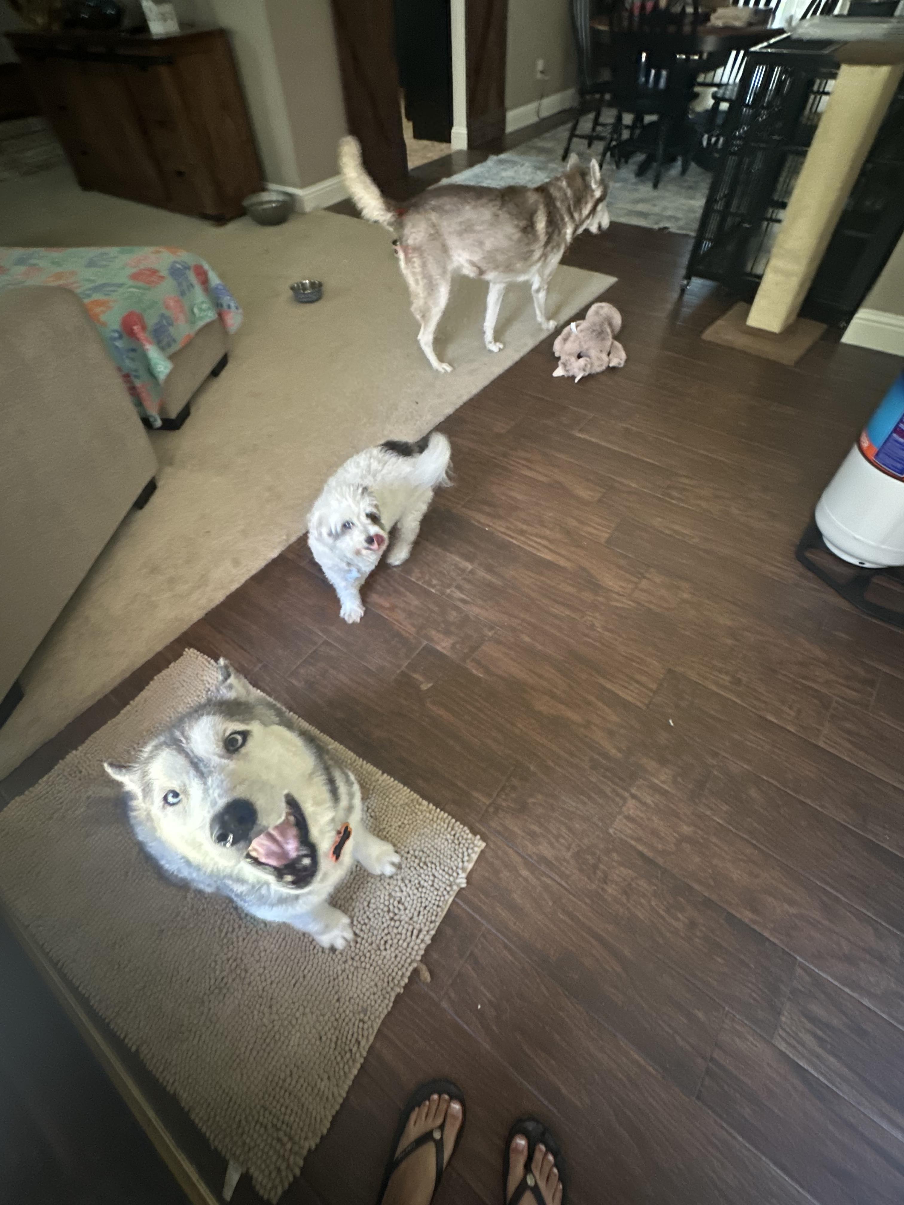 Enlarge Alba, a Adopted mixed breed in Palm Coast, FL image 2/4