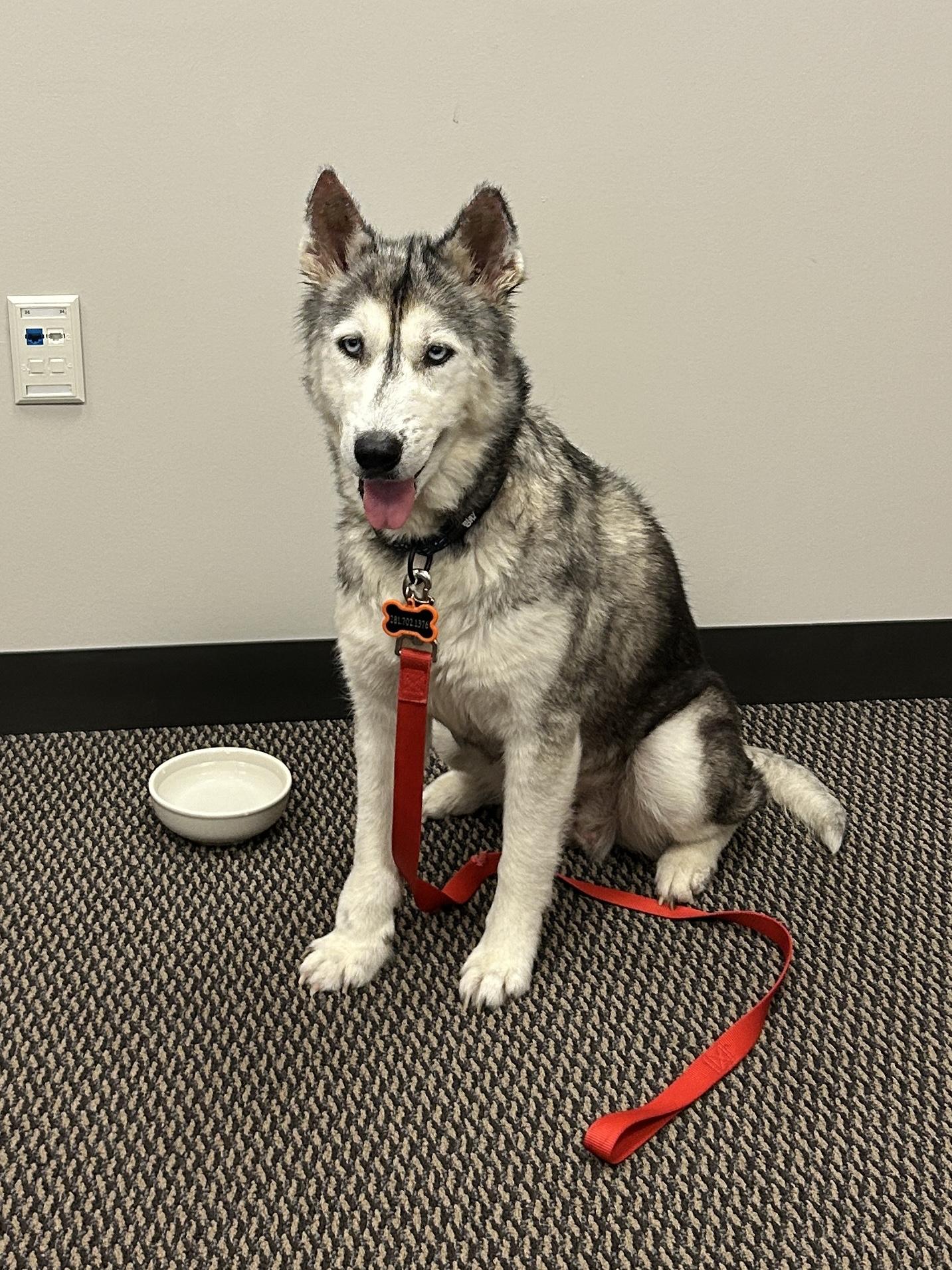 Enlarge Alba, a Adopted mixed breed in Palm Coast, FL image 3/4