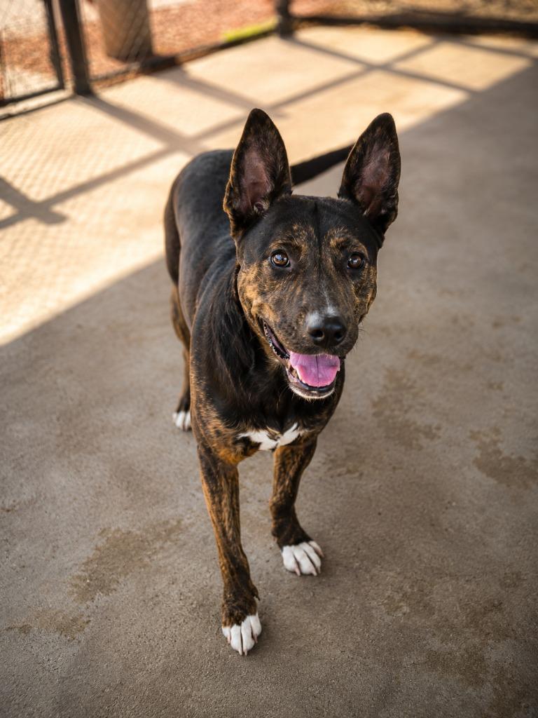 TONDIE, Adoptable, Young Female Mixed Breed.