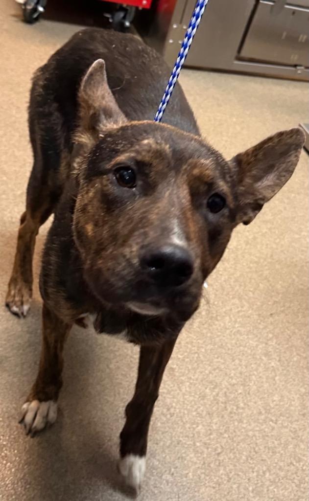 TONDIE, a Adoptable mixed breed in Rome, GA image 2/2