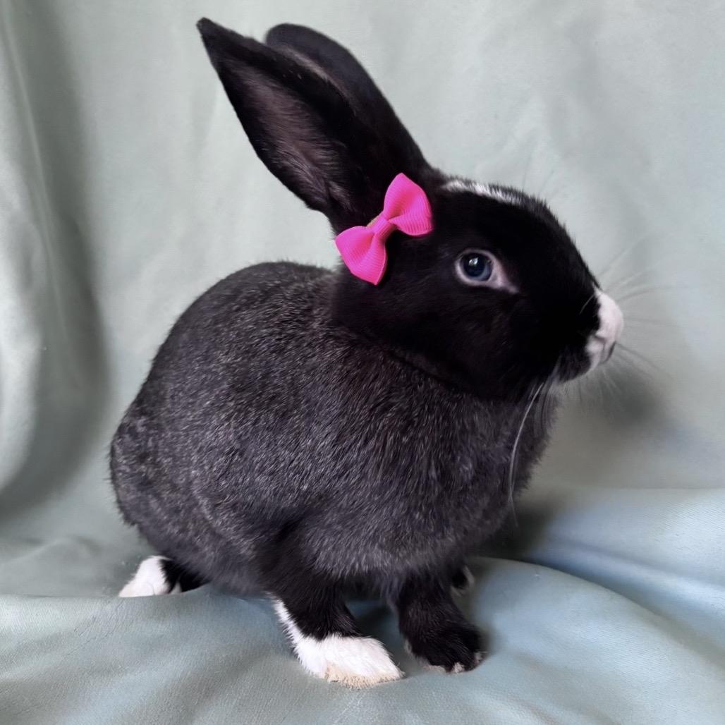 Enlarge Serenity, a Adopted Dutch in Columbia, MD image 2/3